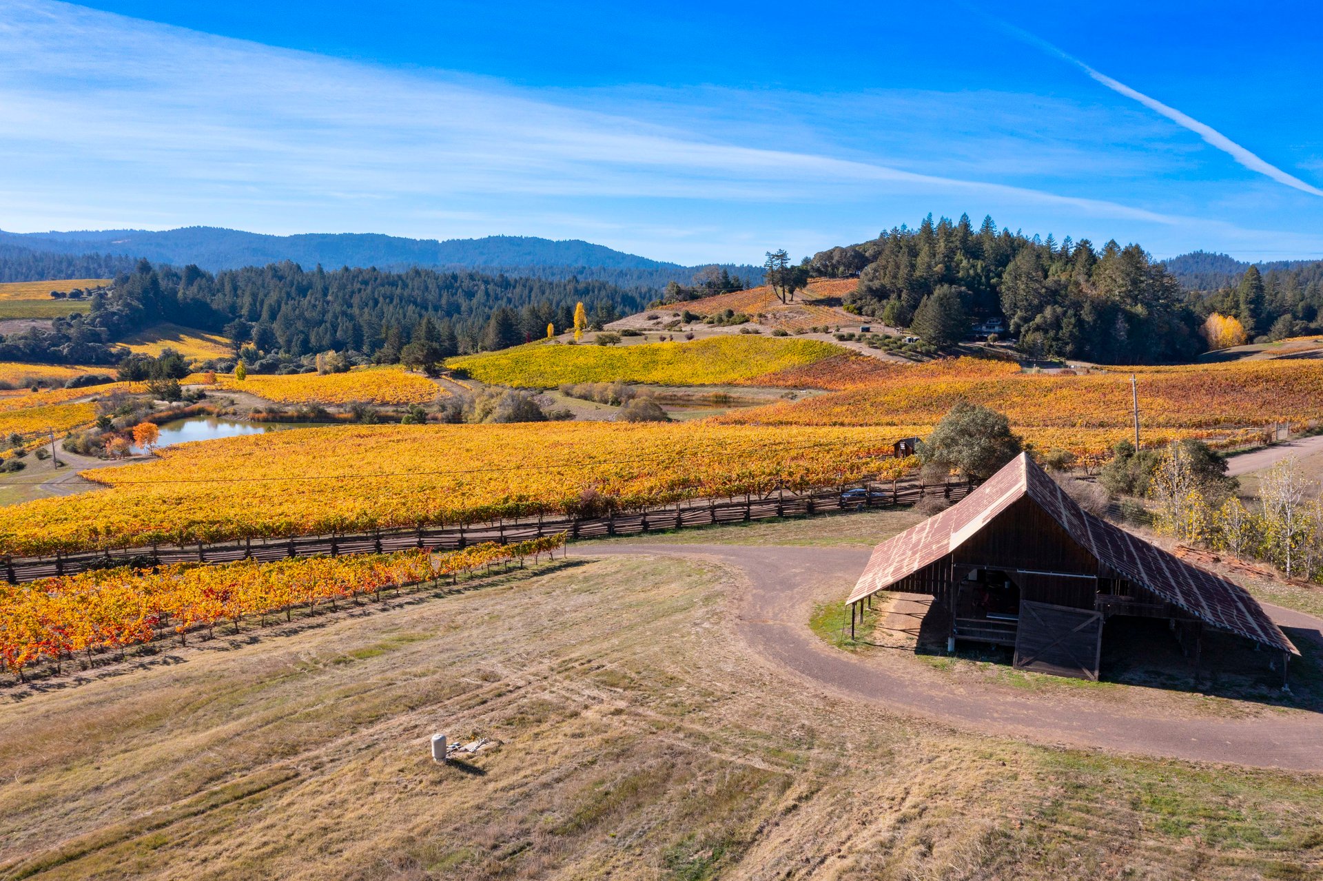 Abel Vineyard