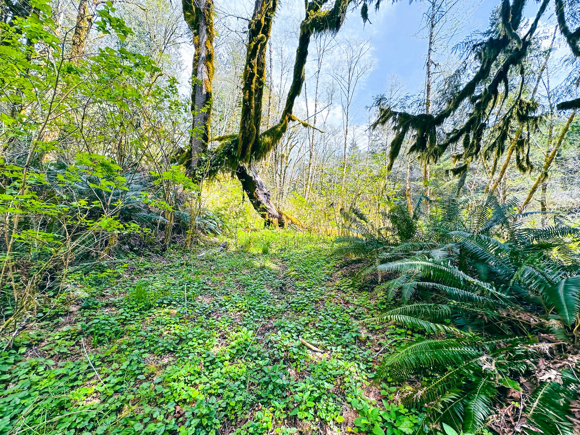 MILL CREEK FOREST