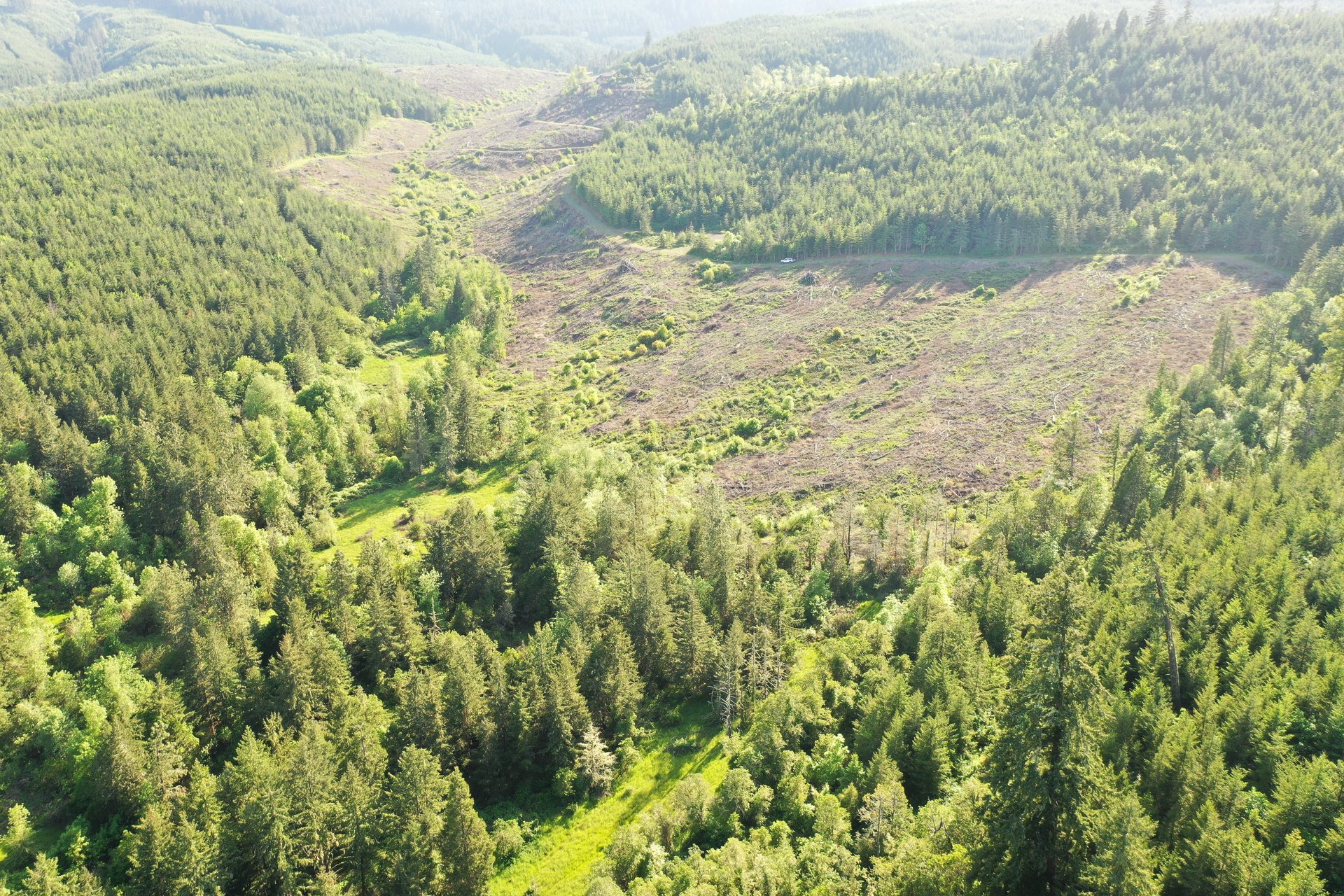 KIMBALL FOREST