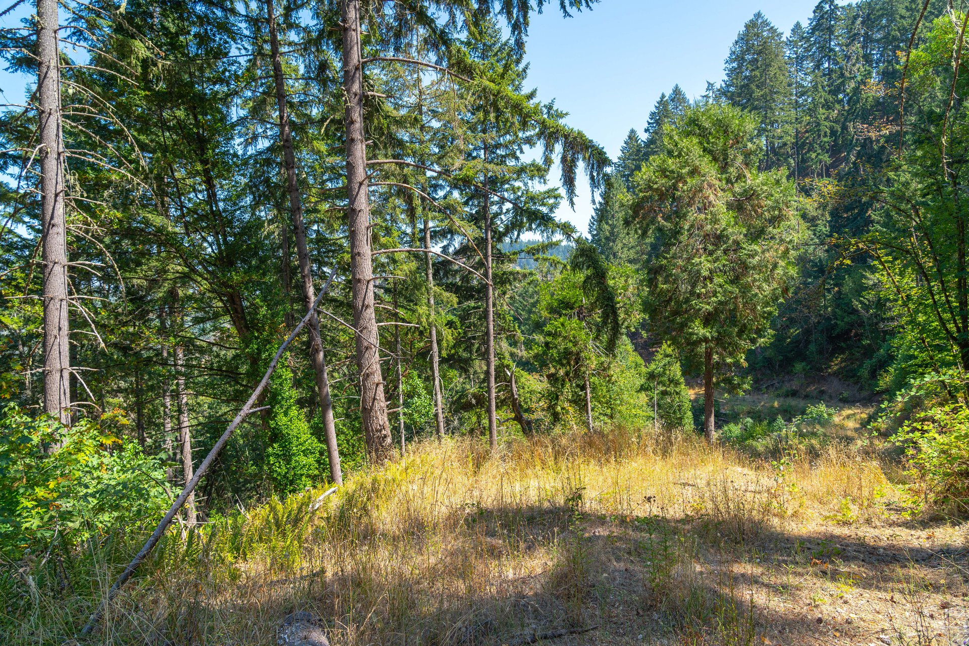 STRICKLAND BOULDER FOREST