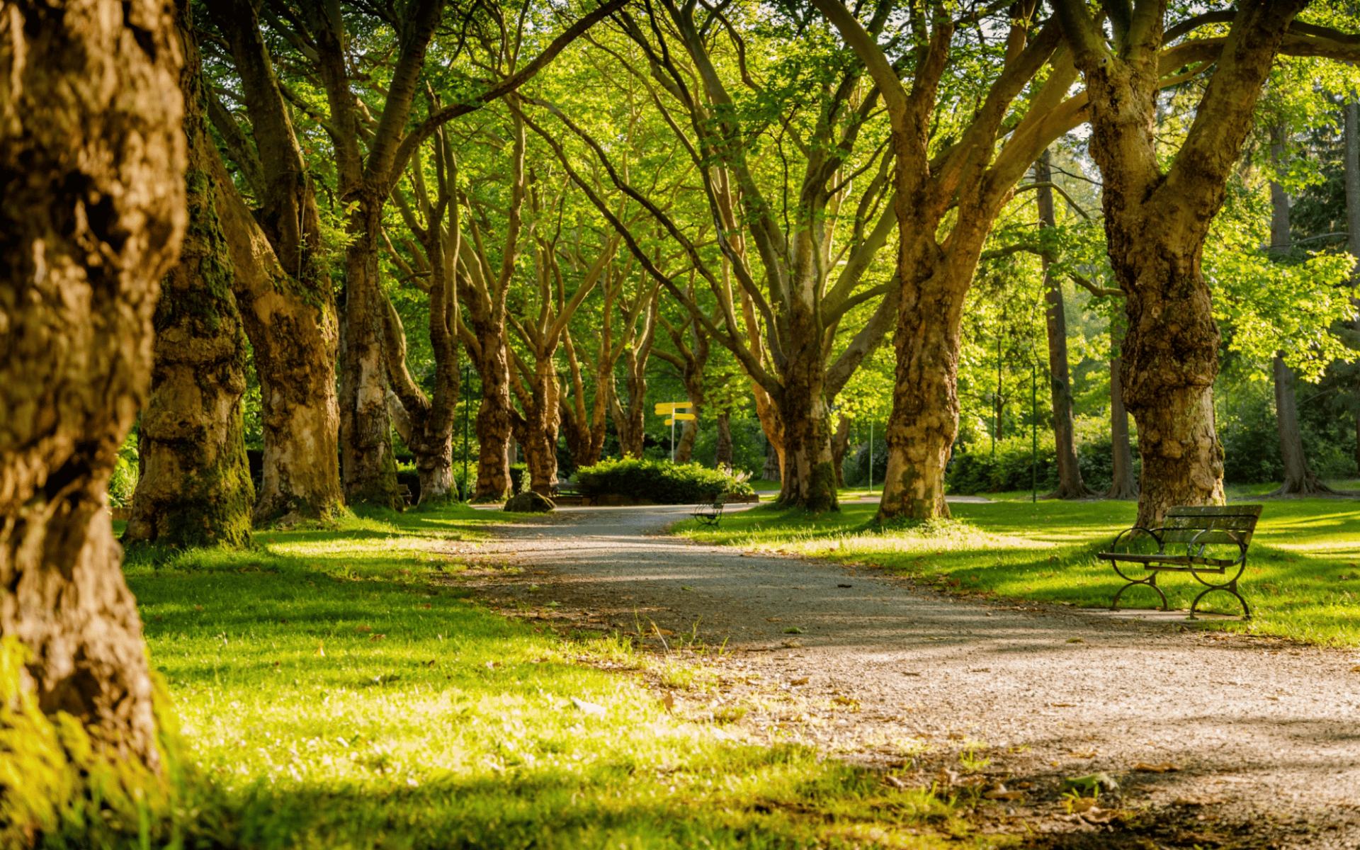 Green outdoor setting representing land and custom-home opportunities in Southlake