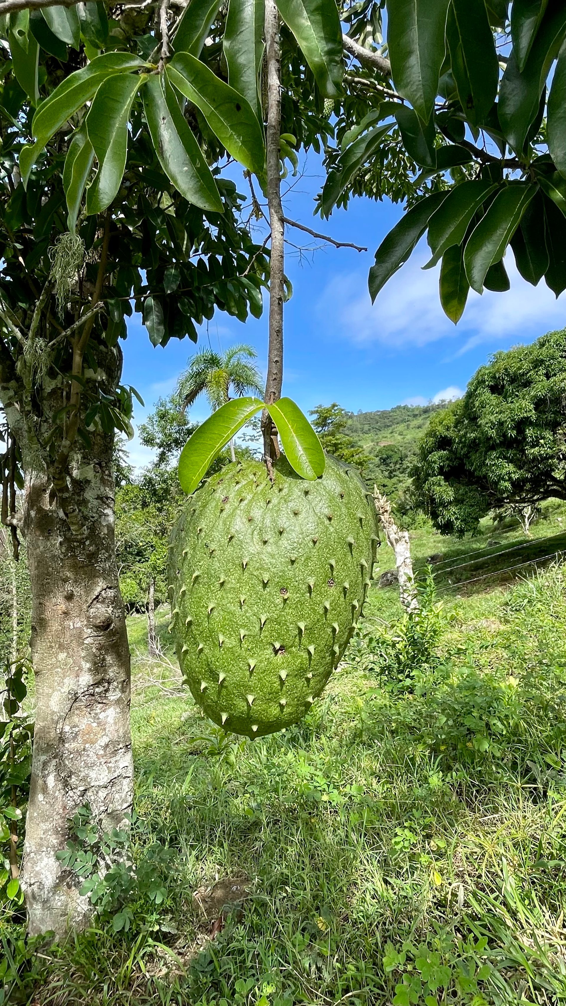 FIRE SALE!! Ocean View Farm in San Luis de Morete, Over 23 Acres