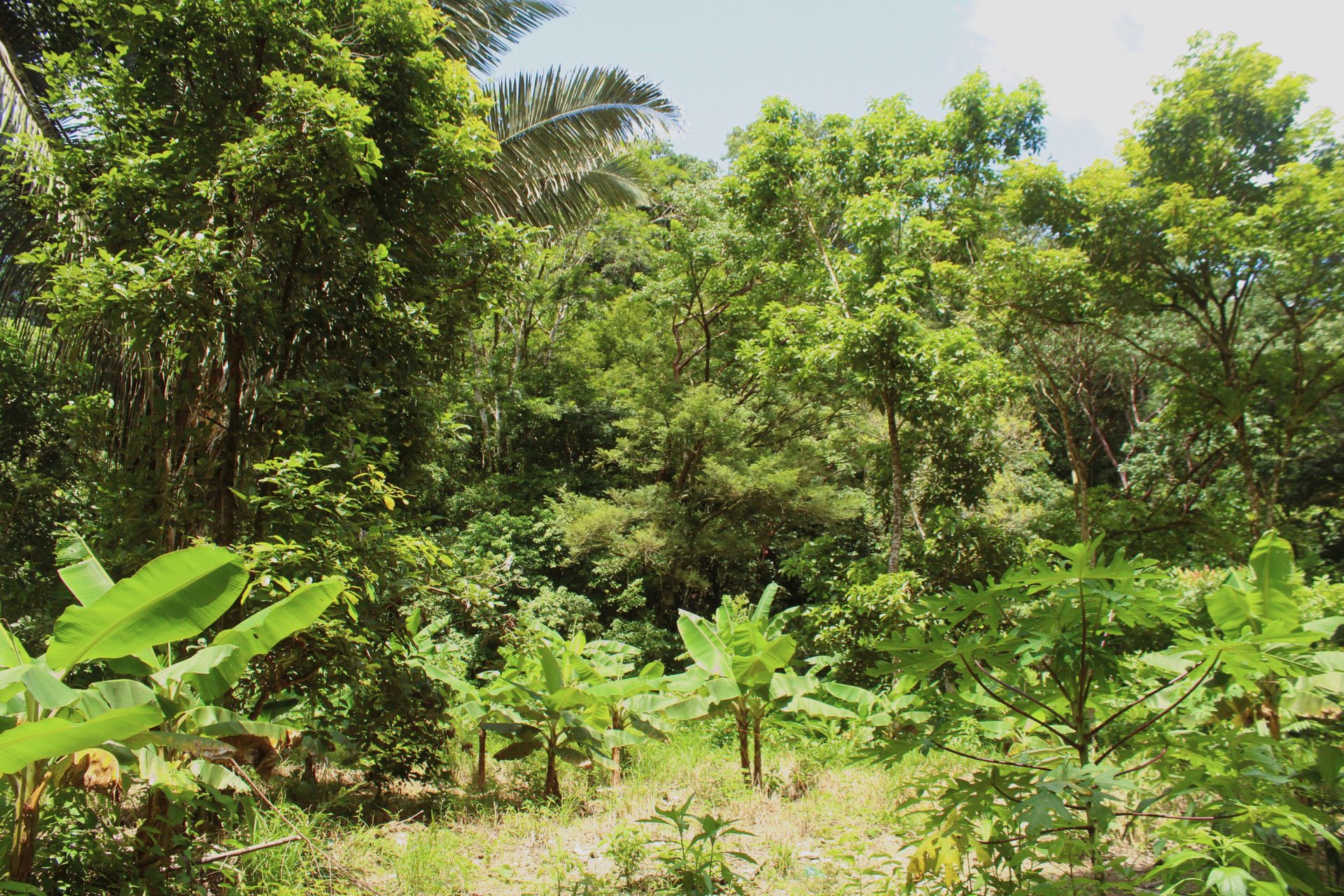 Wildlife Reserve Farm close to Ojochal