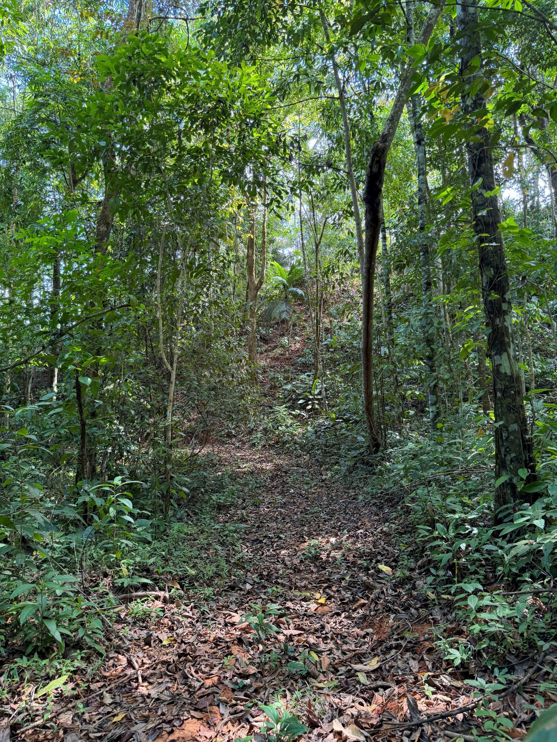 2 Acres of Paradise in Platanillo with Legal Water.