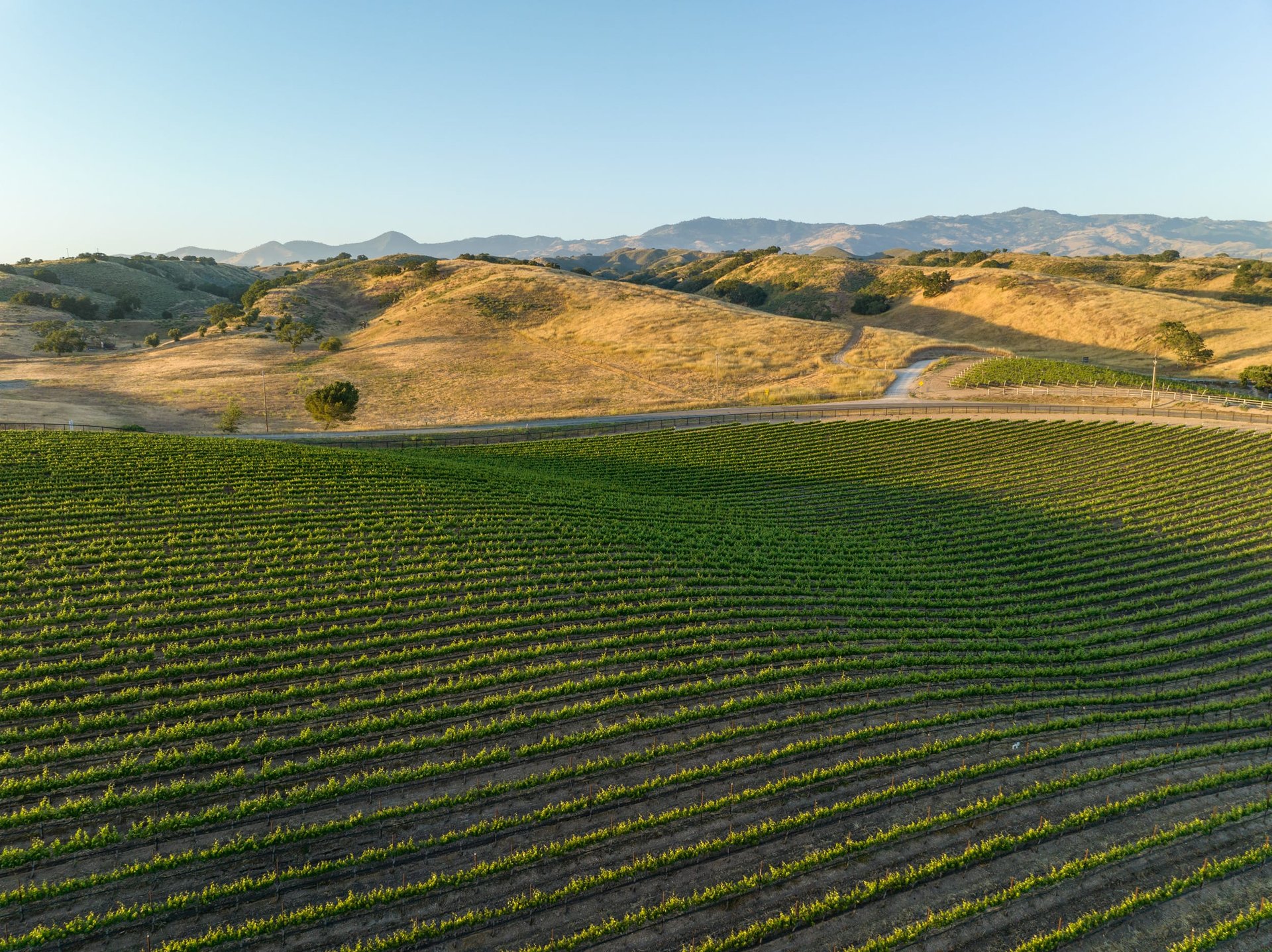 Build your Dream Vineyard Estate
