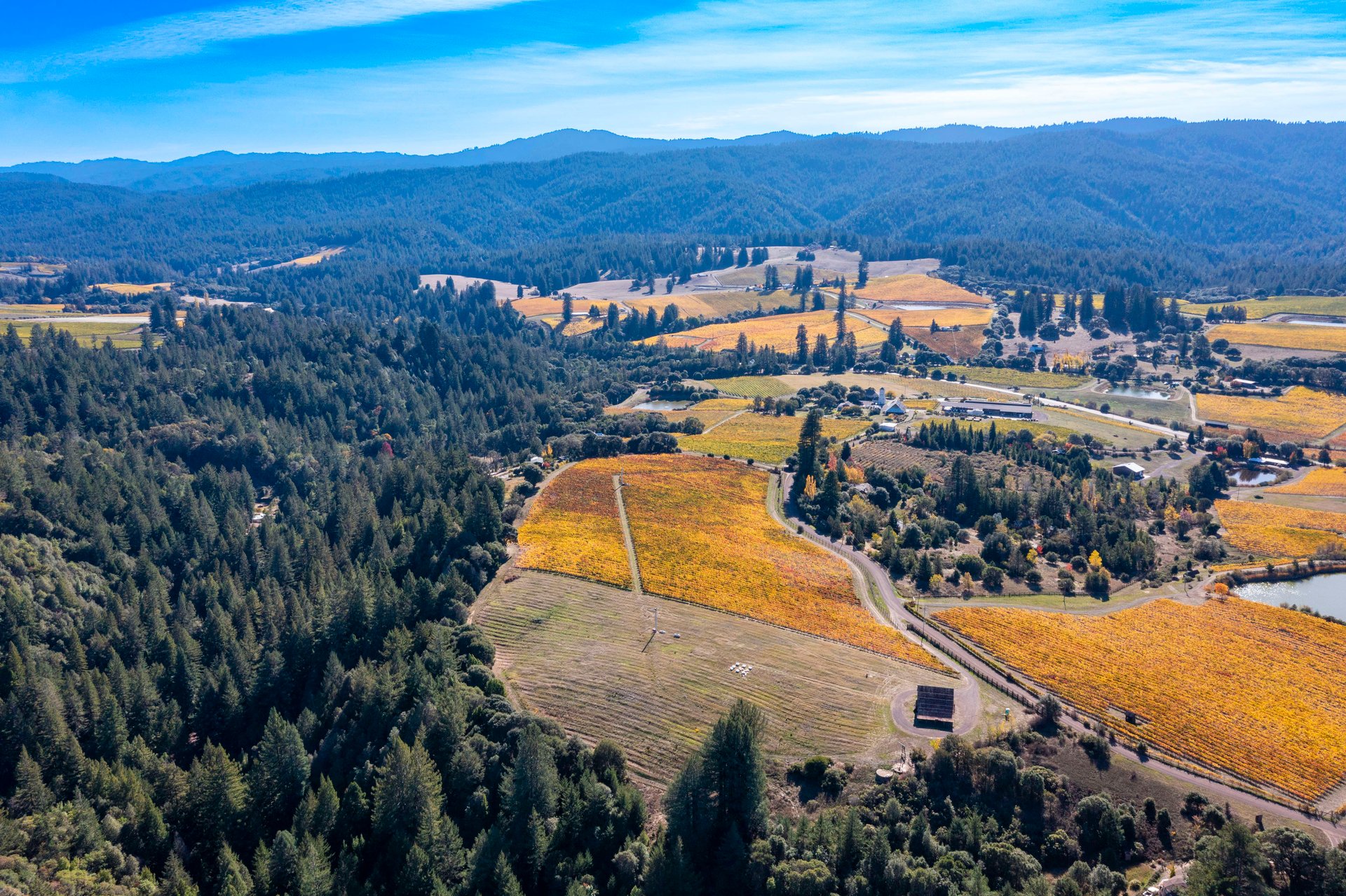 Abel Vineyard
