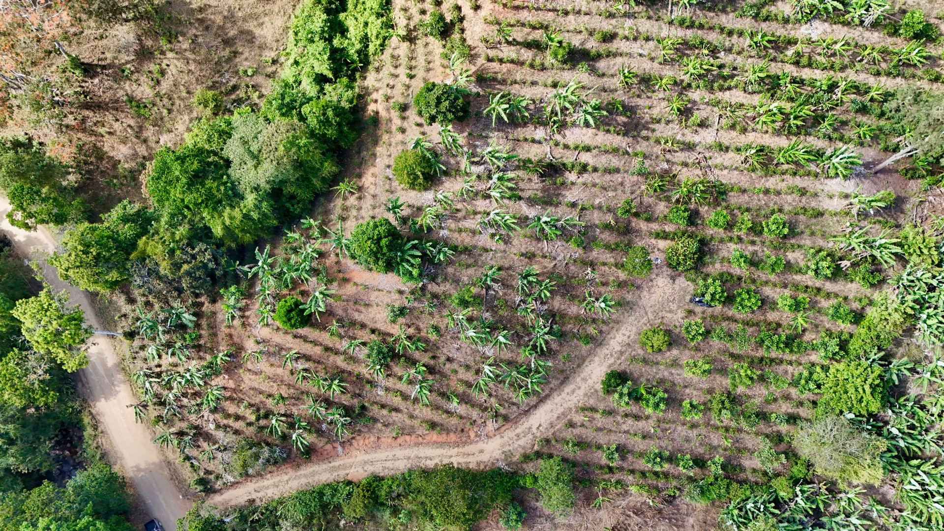Over 2.5 Acres in Ceibo, Planted with Coffee and Fruits