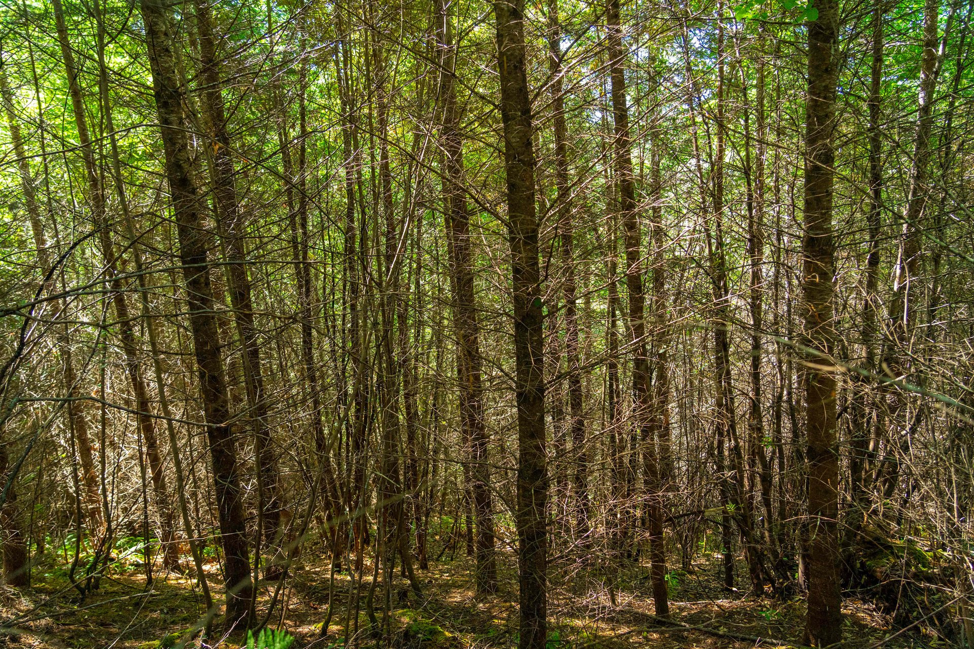 High Pass Tree Farm