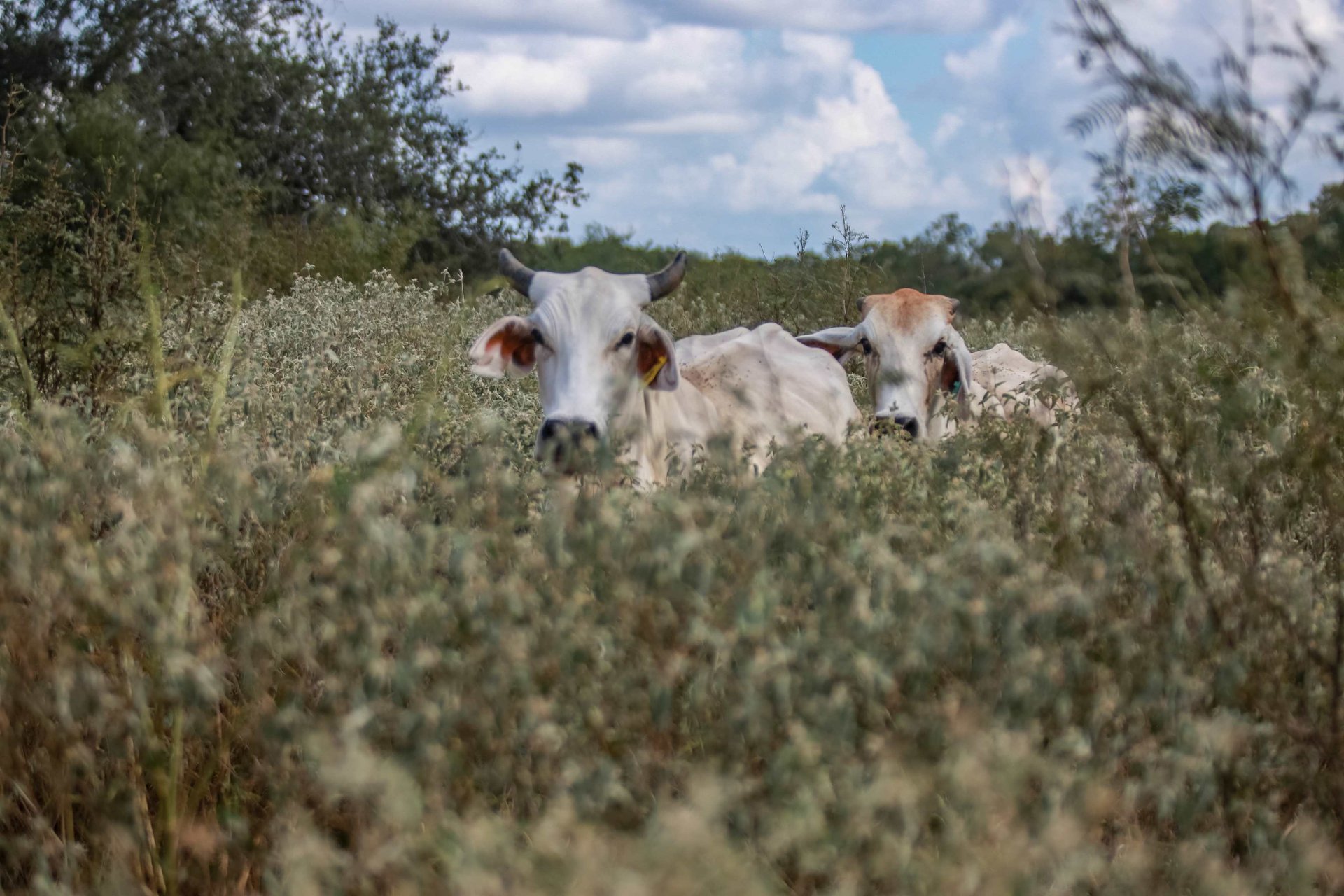 Lovers Lane River Ranch | 140± Acres | DeWitt County