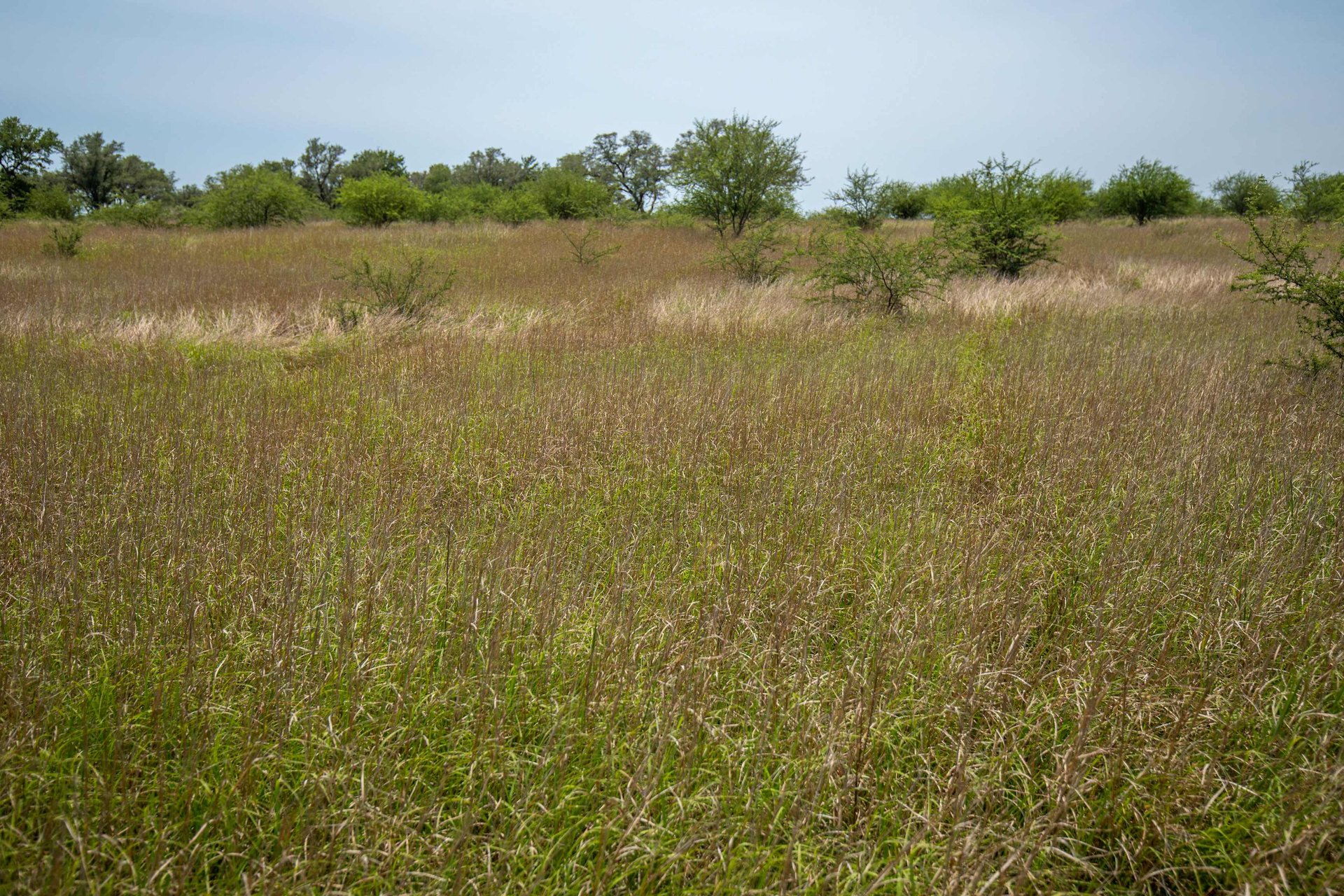 Green DeWitt Rd | 40.82± Acres | DeWitt County
