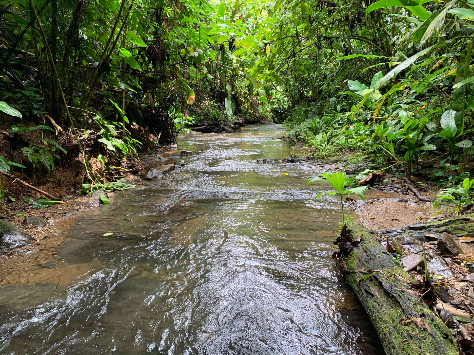 Mountain land with ocean view of Manuel Antonio/Quepos Quepos Puntarenas
