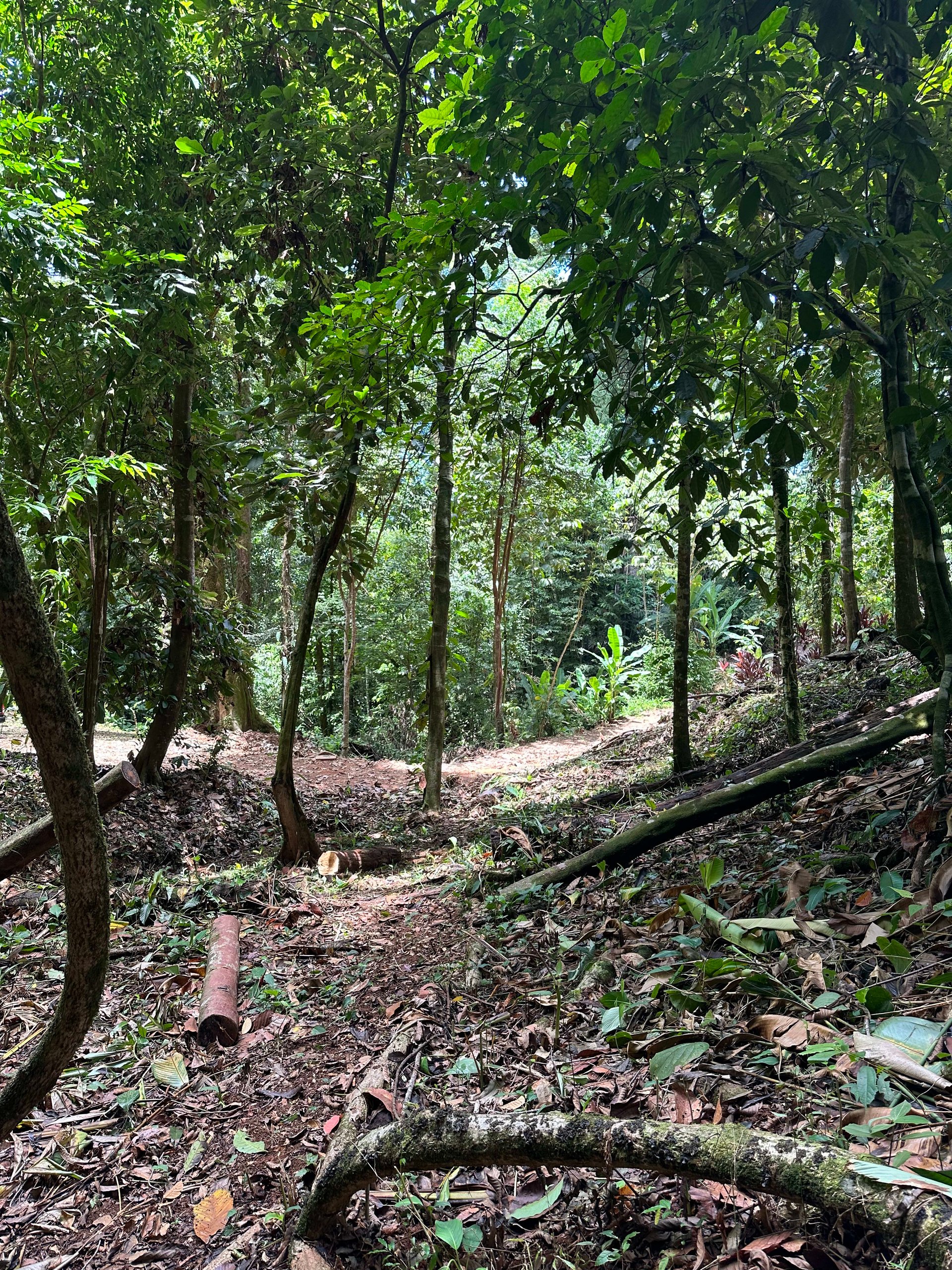1.6 Acres Land Parcel in Ballena, Jungle Views.