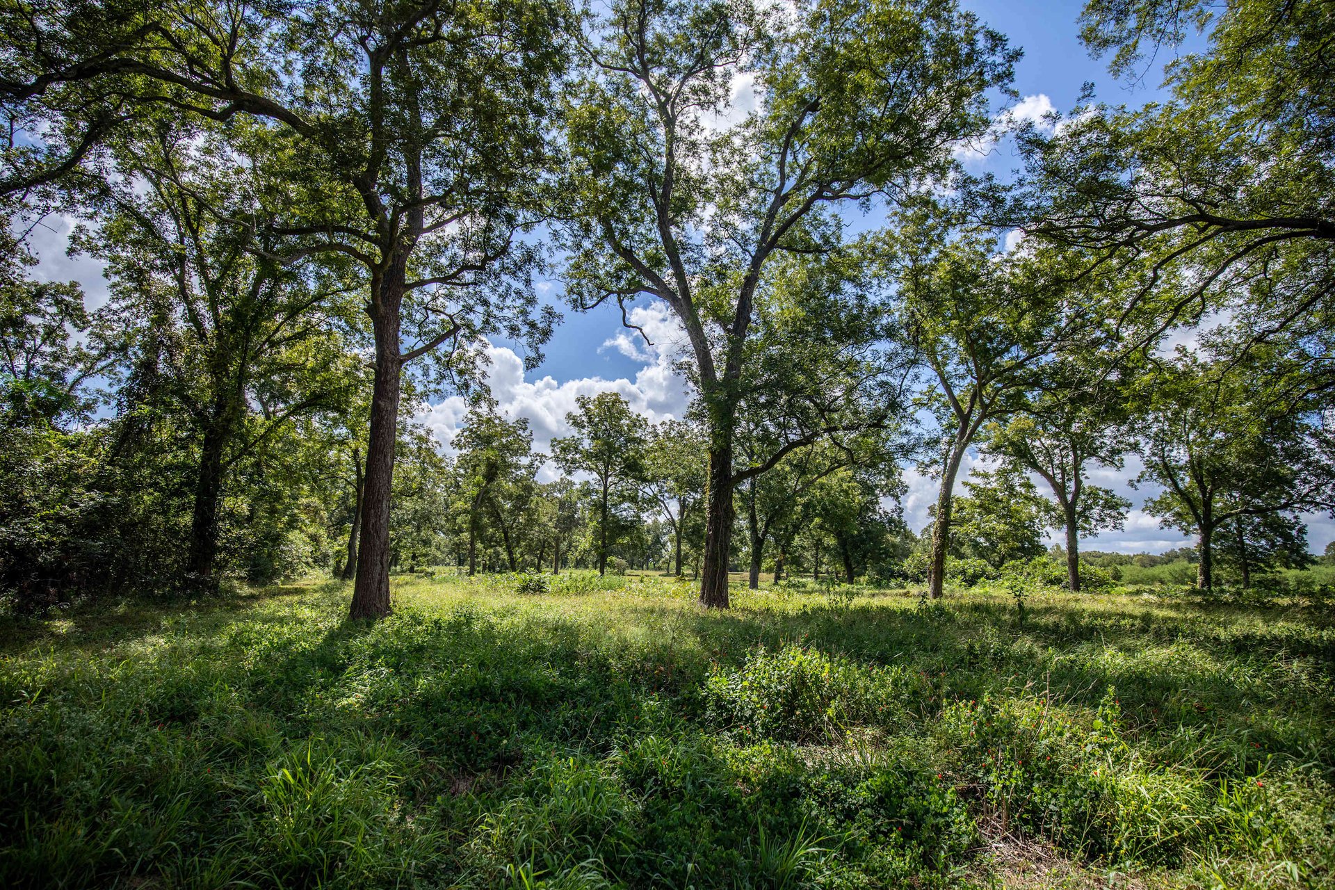Lovers Lane River Ranch | 140± Acres | DeWitt County