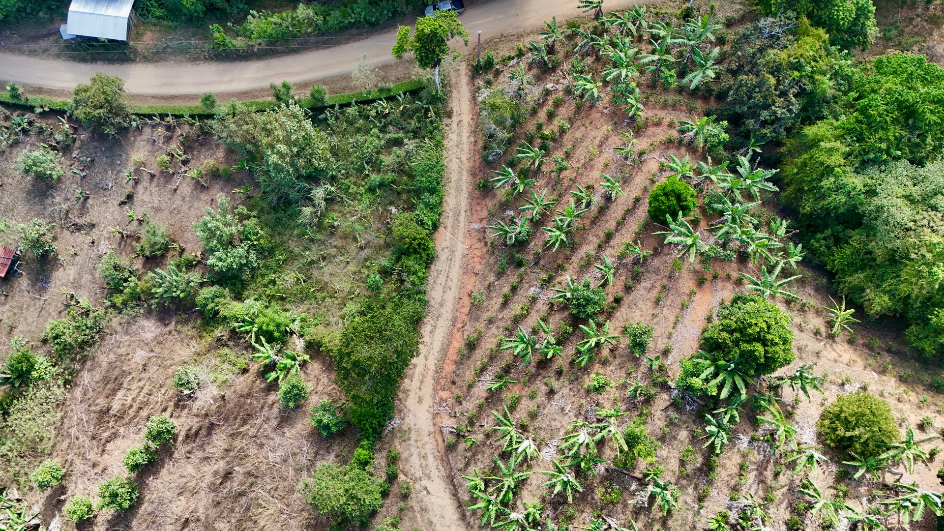 Over 2.5 Acres in Ceibo, Planted with Coffee and Fruits