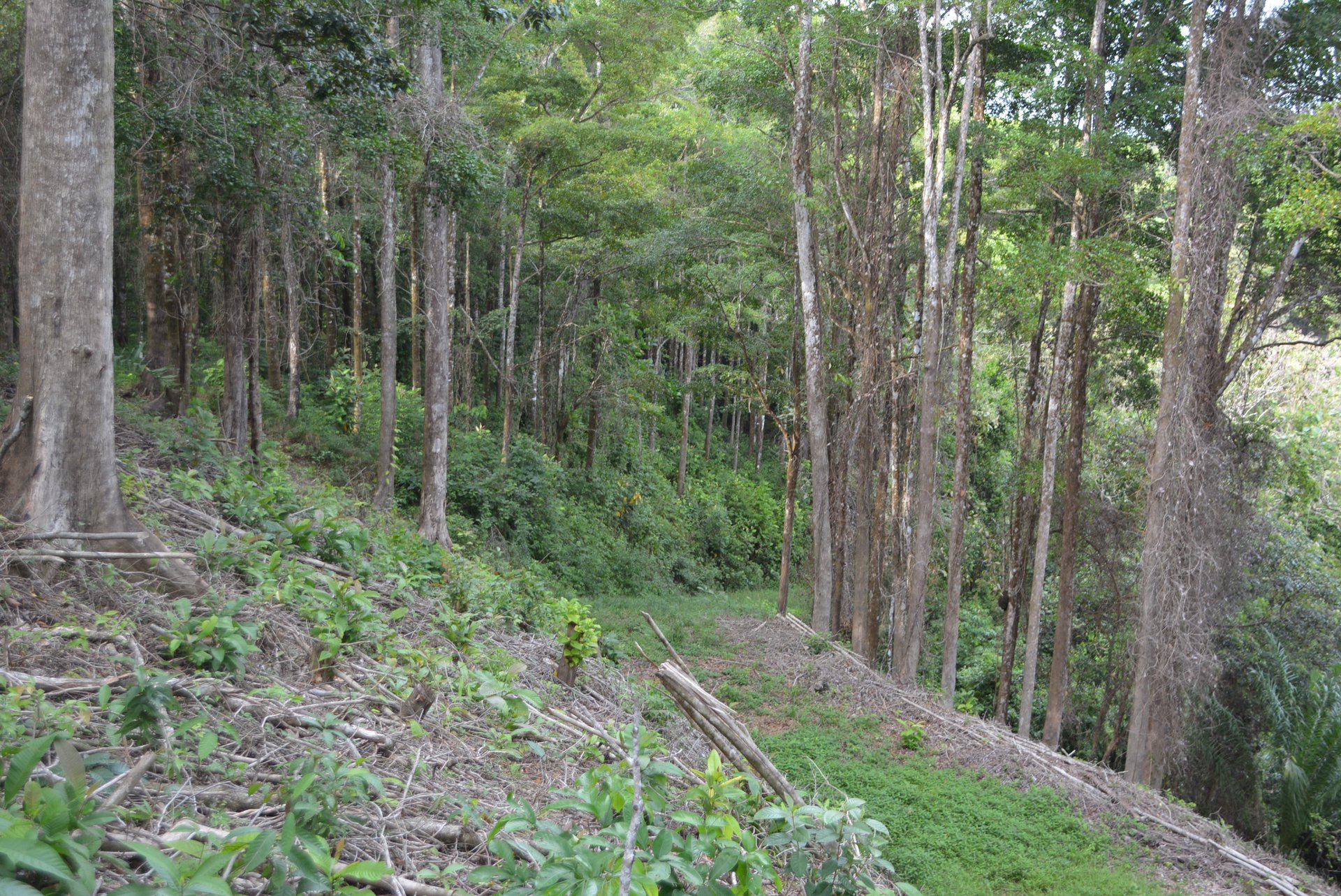 Lagunas 5 Lots 1 Acre+ Lagunas/Dominical
