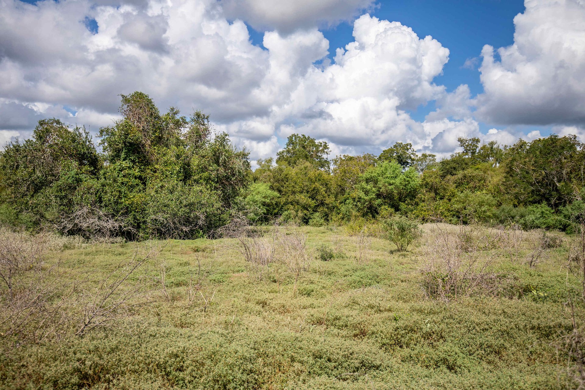Lovers Lane River Ranch | 140± Acres | DeWitt County