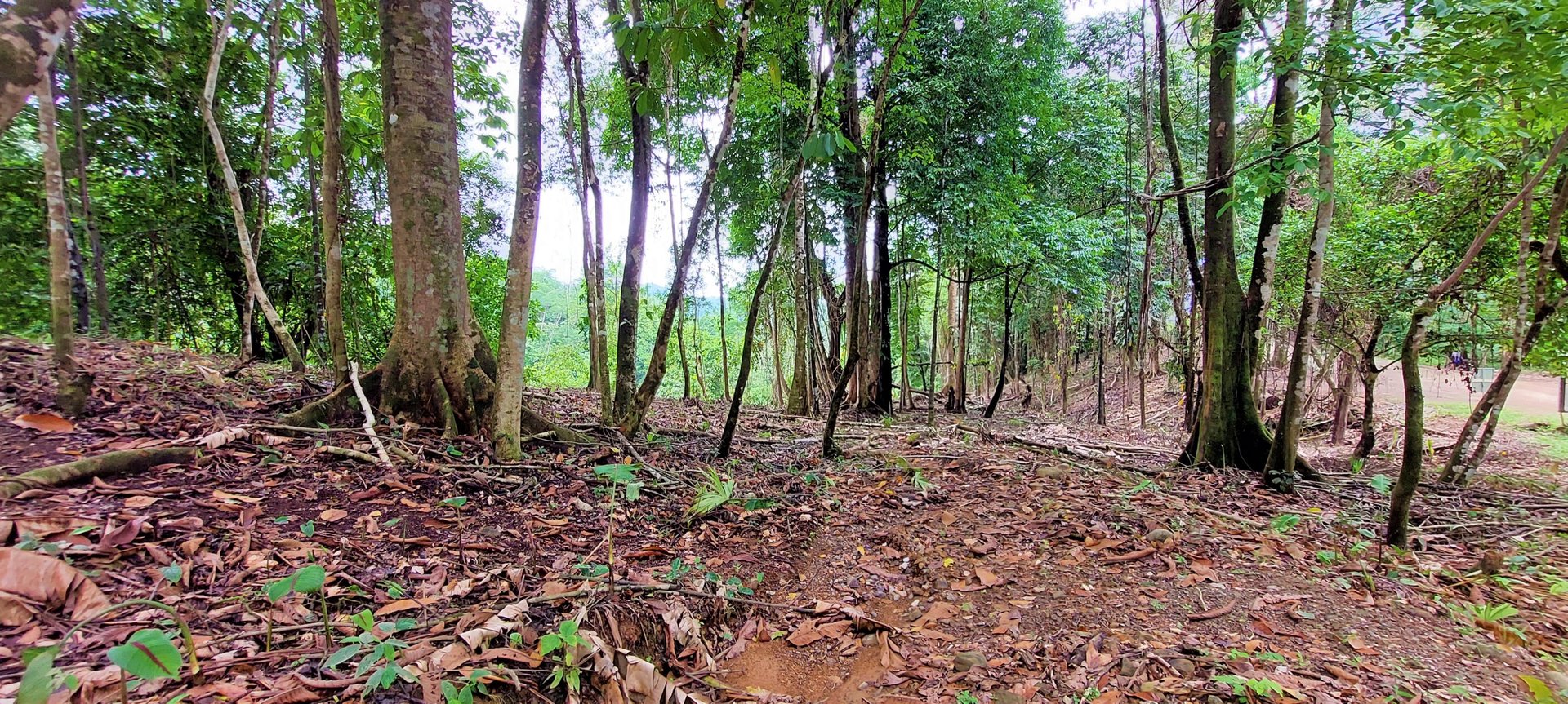 3.5 Acres of Paradise In Uvita, Jungle View!