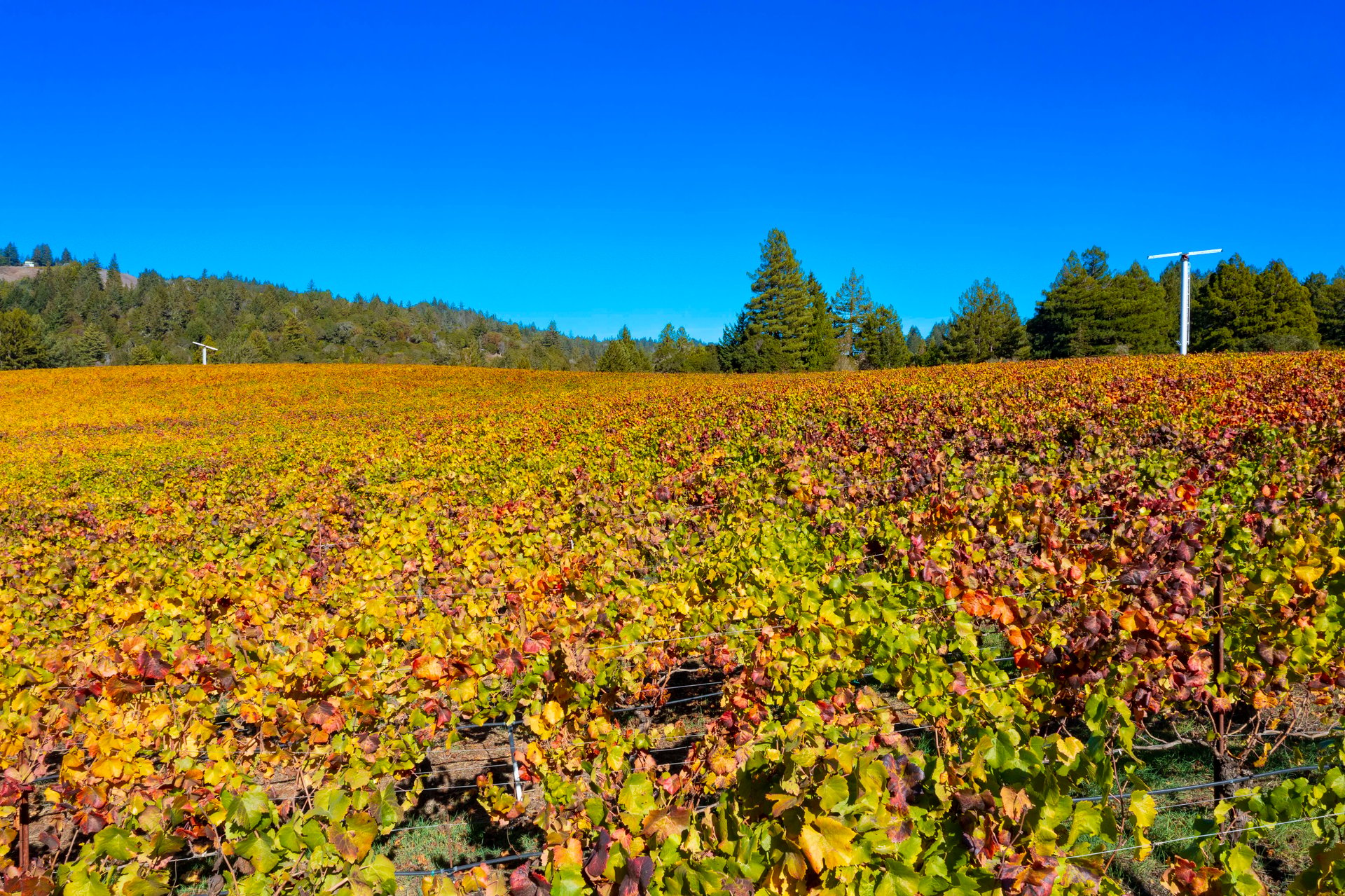 Abel Vineyard