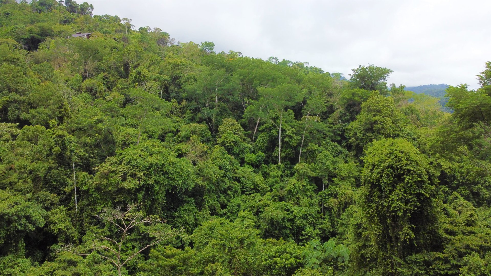 3.5 Acres of Paradise In Uvita, Jungle View!