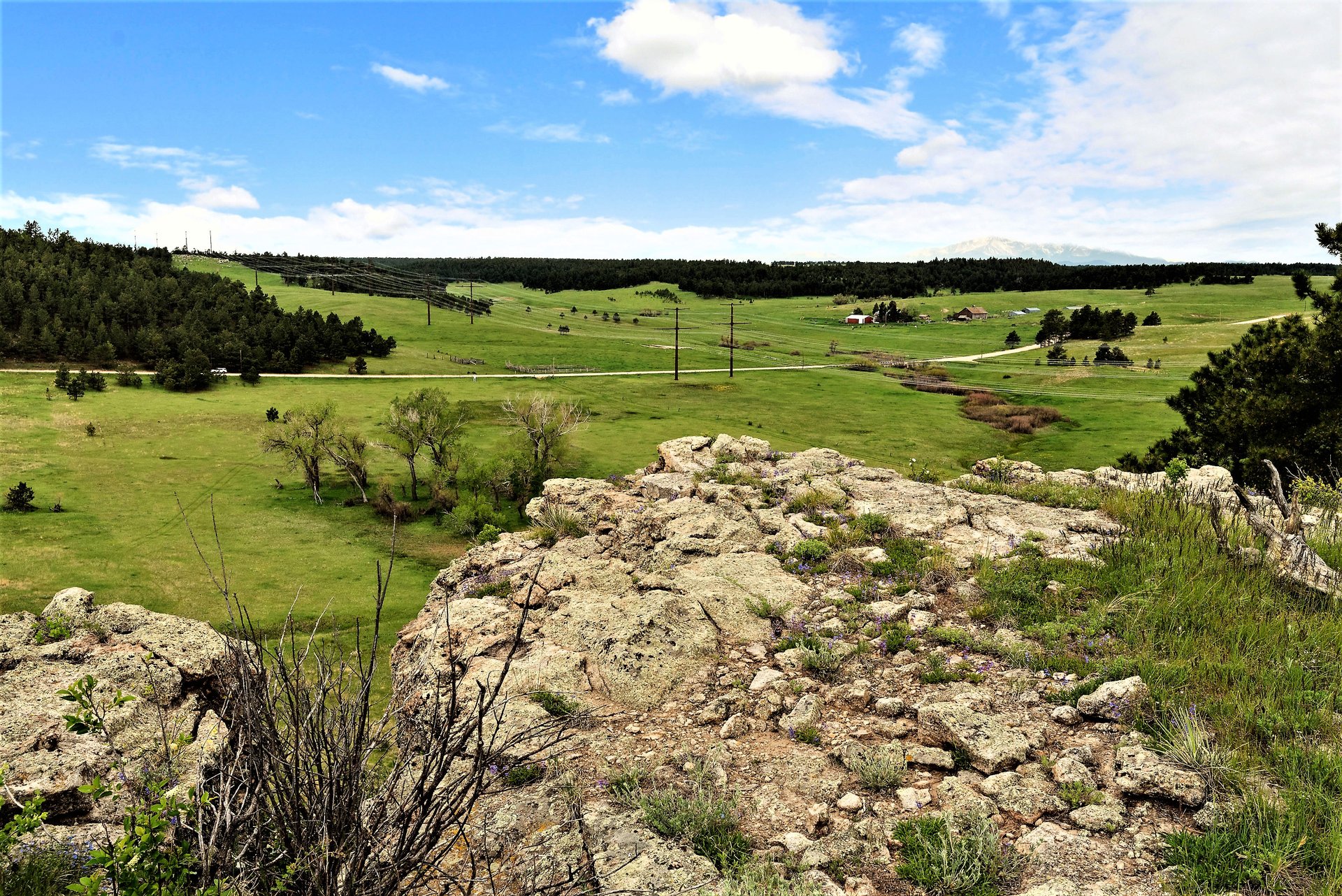Black Forest, Colorado – Ponderosa pines and rural mountain scenery