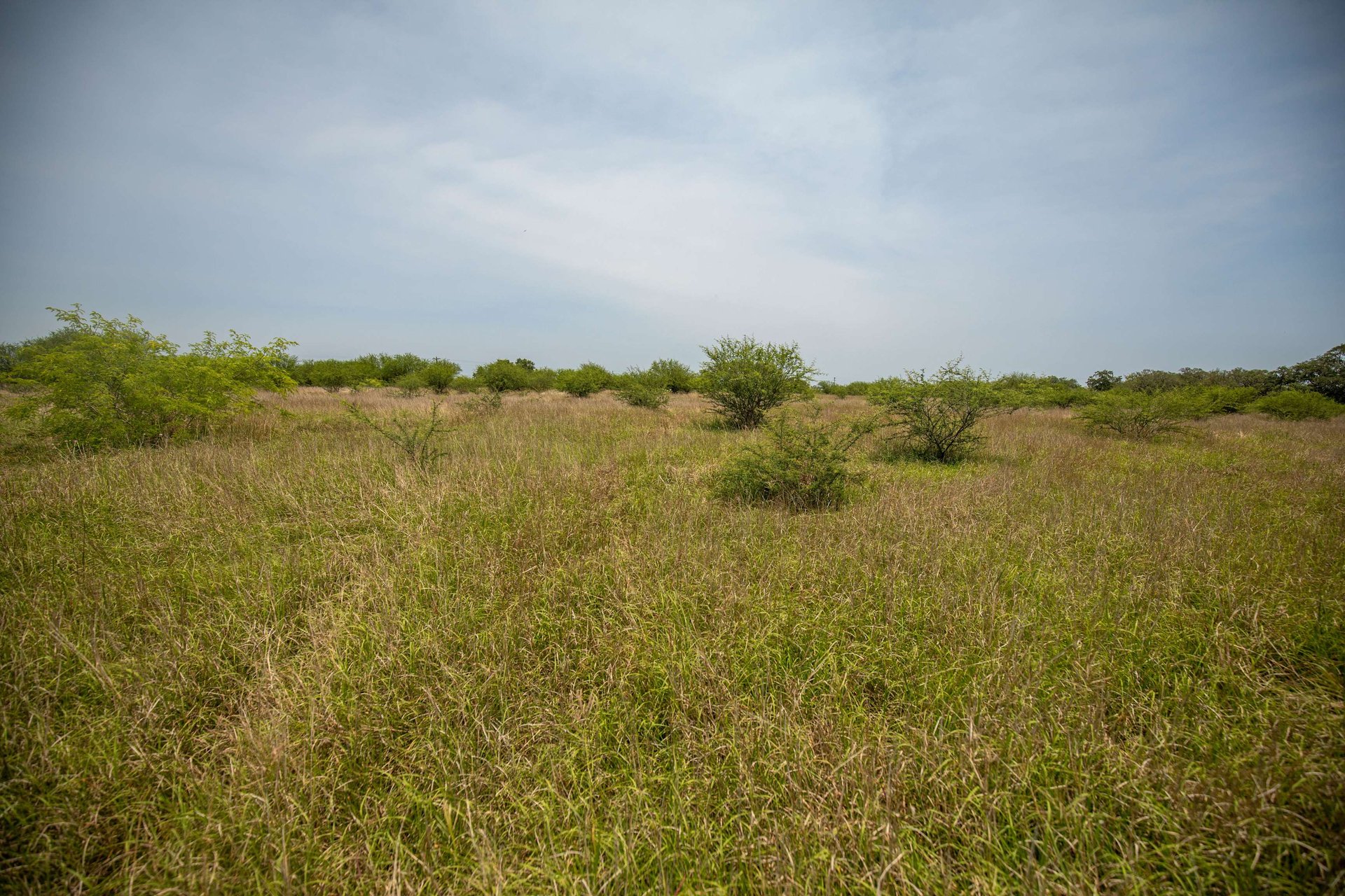 Green DeWitt Rd | 40.82± Acres | DeWitt County
