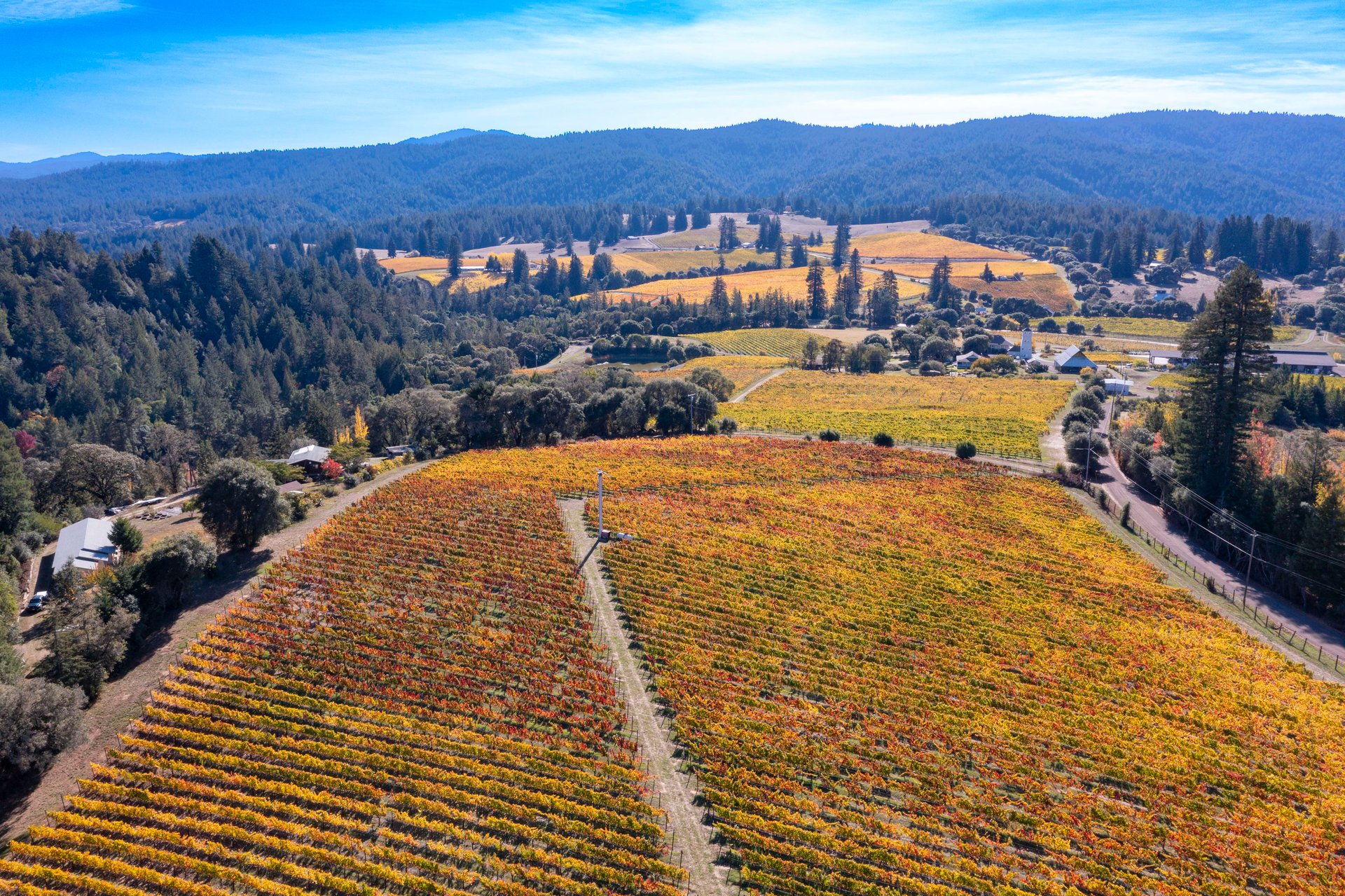 Abel Vineyard
