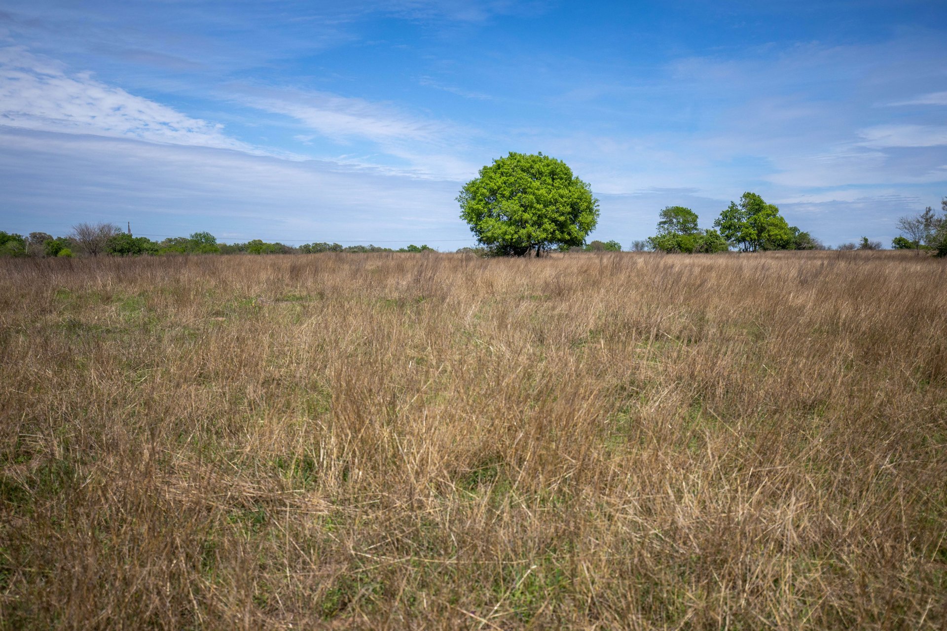 Weesatche 110 Acres