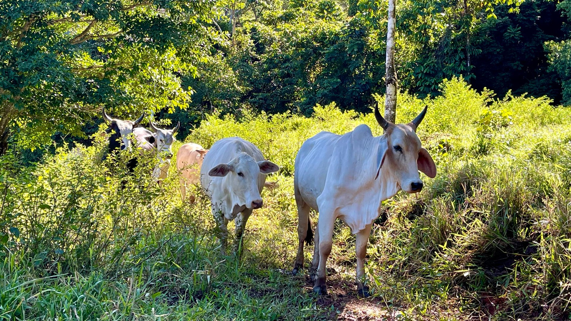Over 123 Acres Farm in San Josecito De Morete, in Uvita Mountains