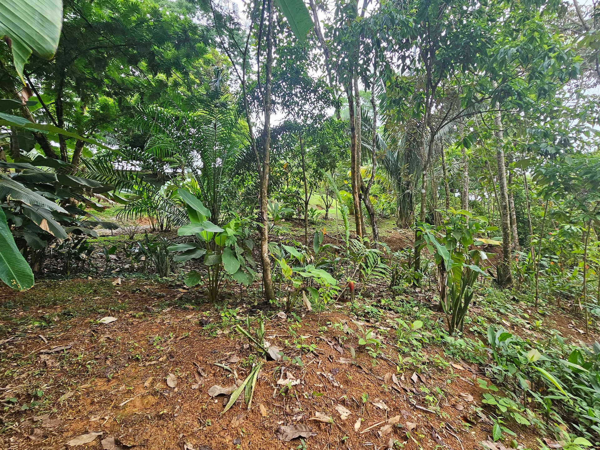 Prime Paradise: Your Opportunity in Uvita