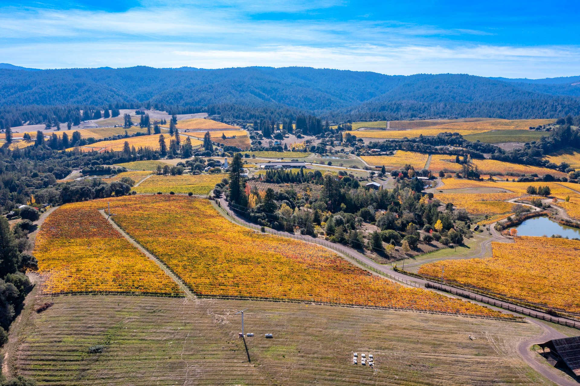 Abel Vineyard