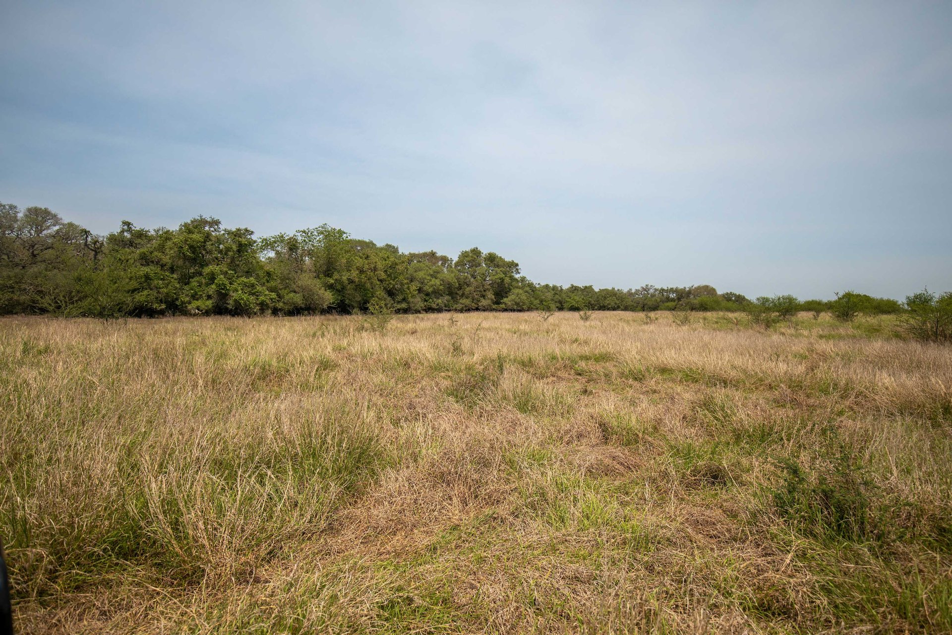 Green DeWitt Rd | 40.82± Acres | DeWitt County