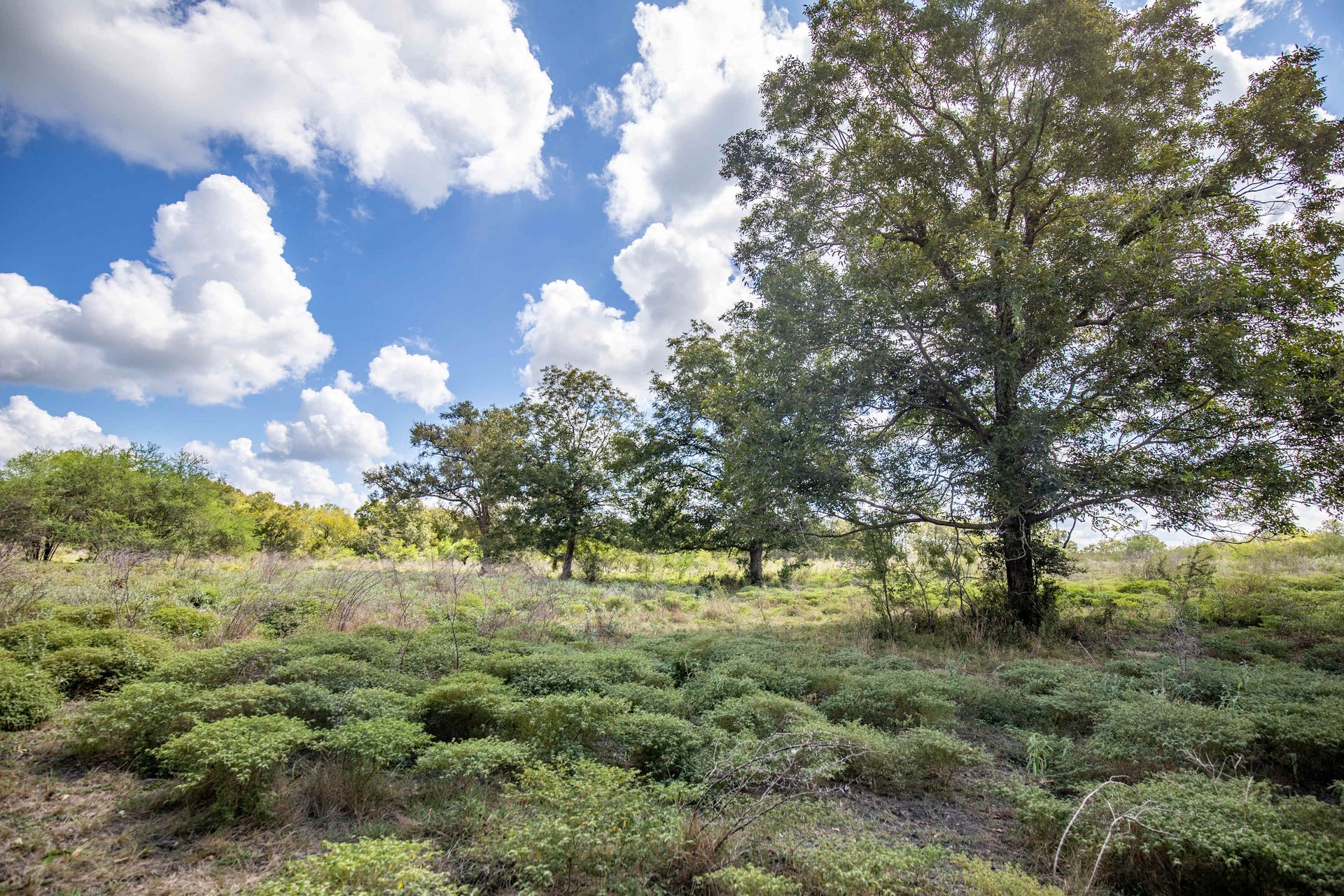 Lovers Lane River Ranch | 140± Acres | DeWitt County