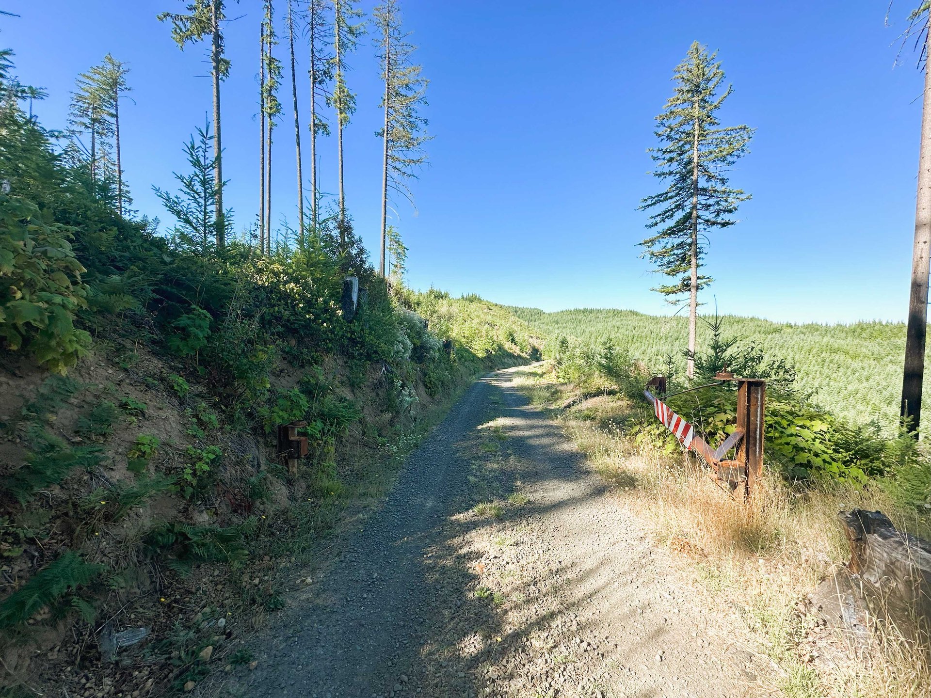 High Pass Tree Farm