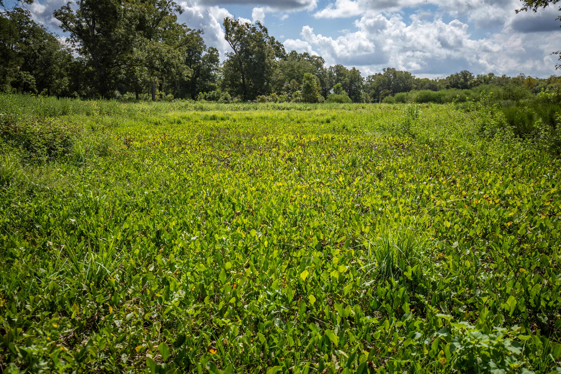 Lovers Lane River Ranch | 140± Acres | DeWitt County