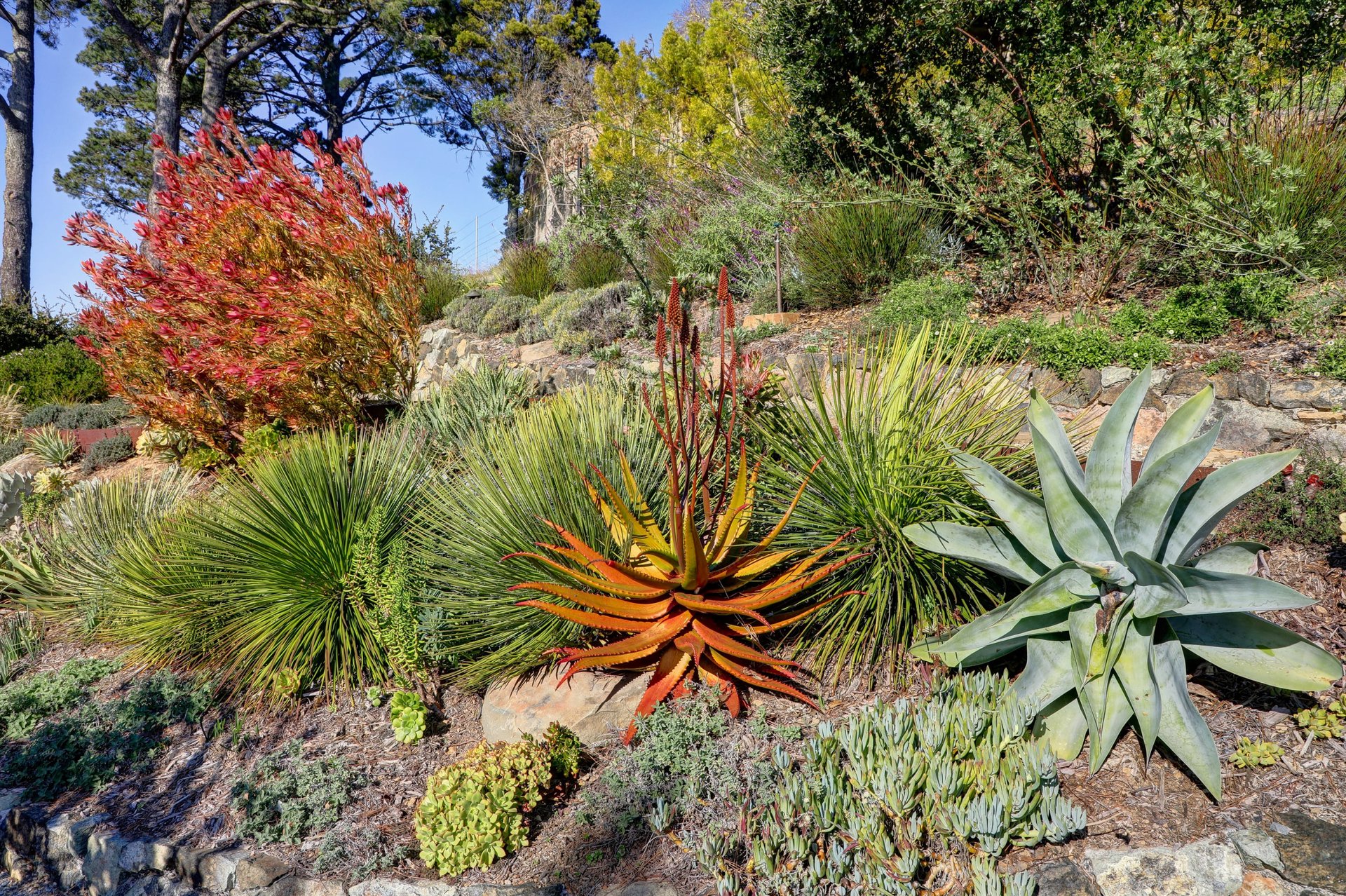 Extraordinary Tiburon Sanctuary