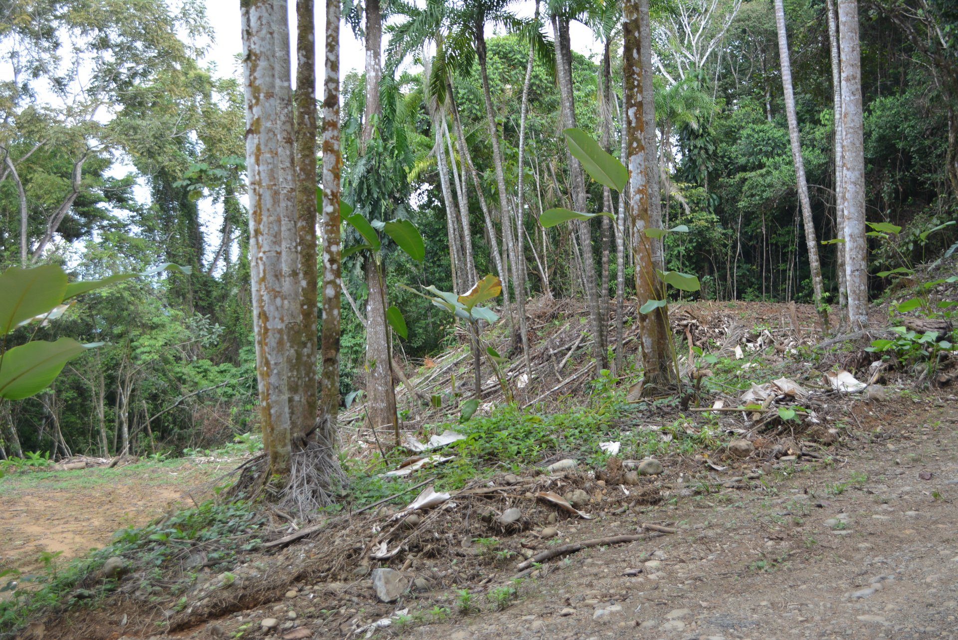 Lagunas 5 Lots 1 Acre+ Lagunas/Dominical