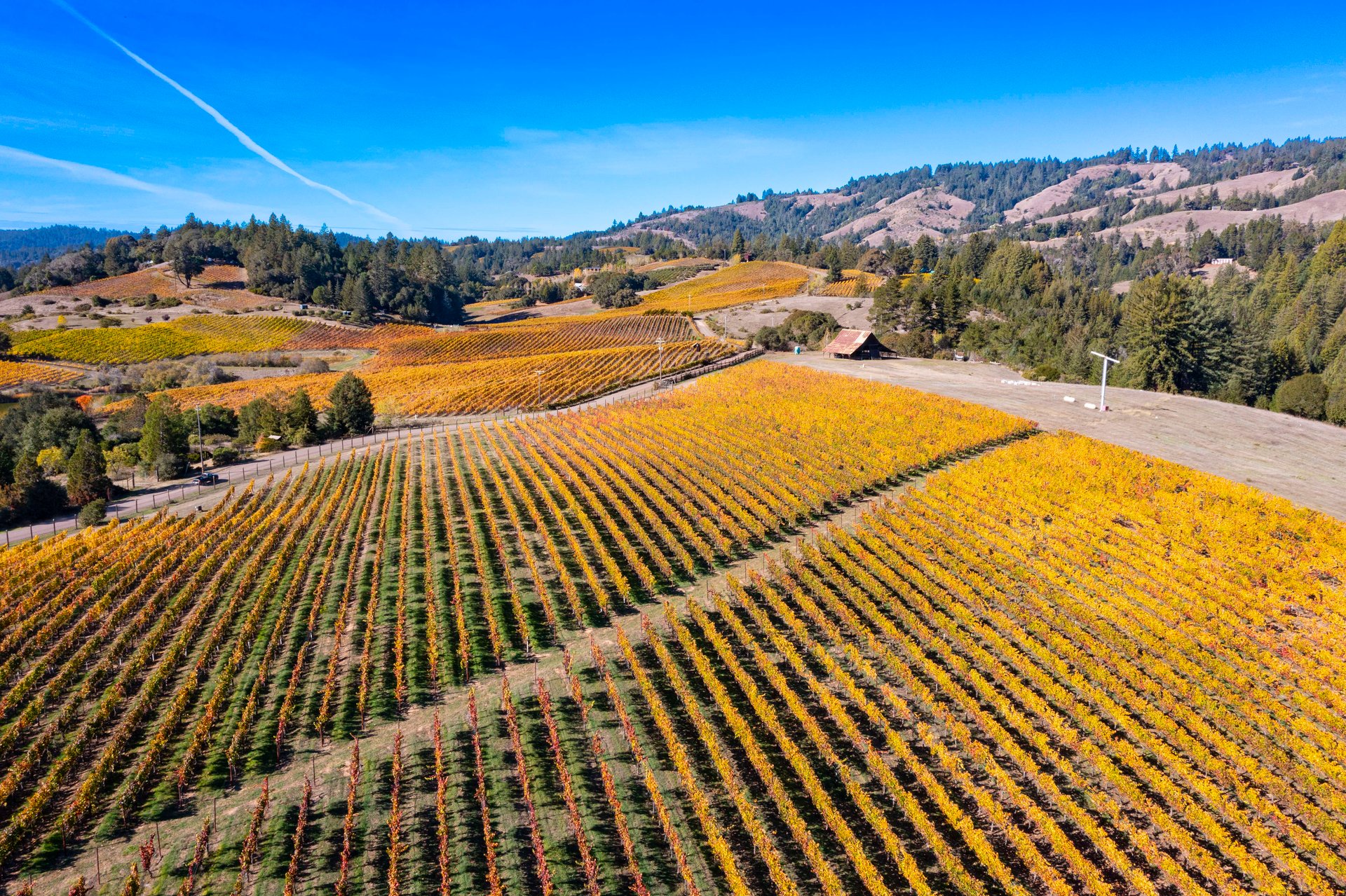 Abel Vineyard