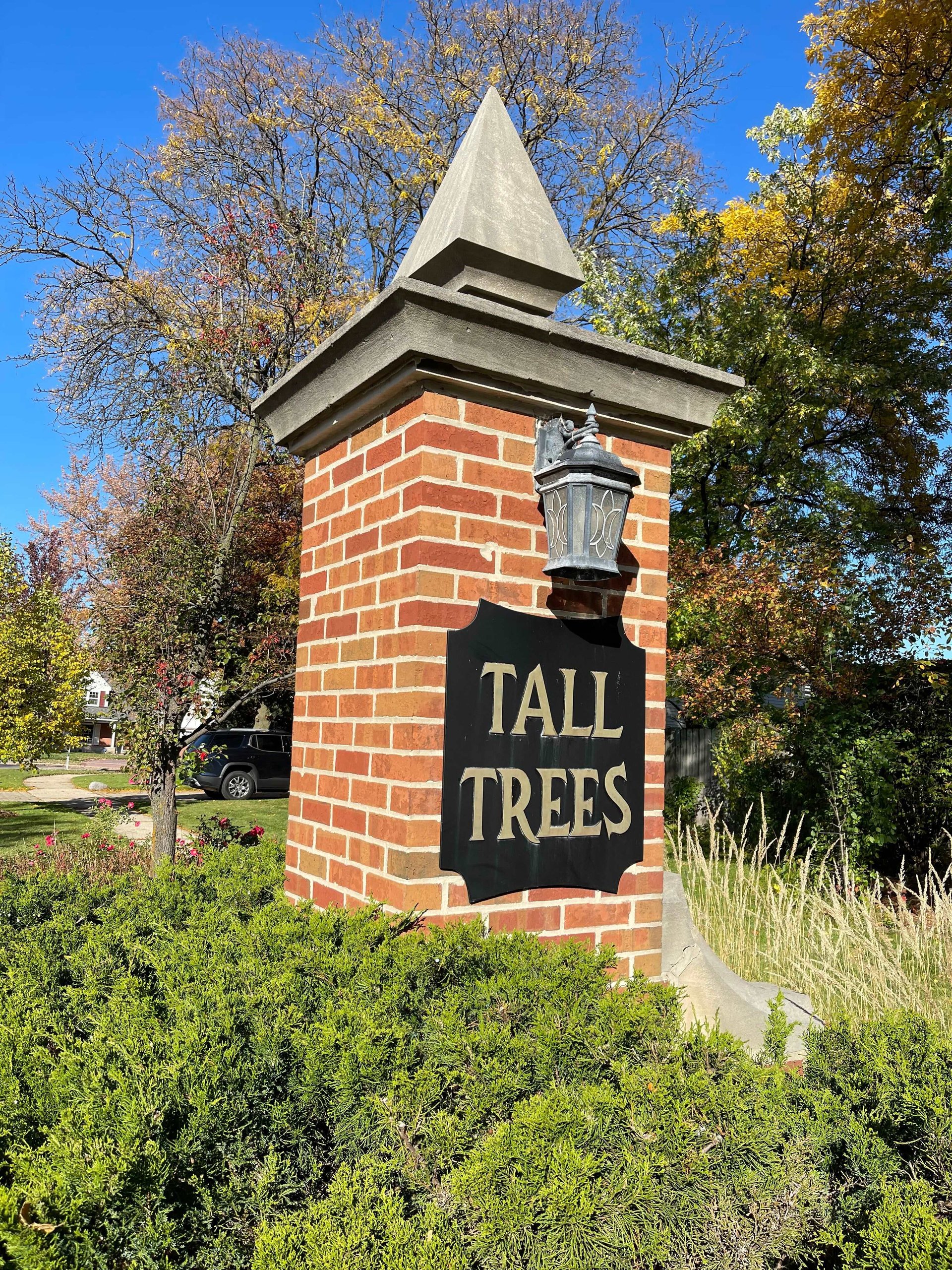 Tall Trees picture