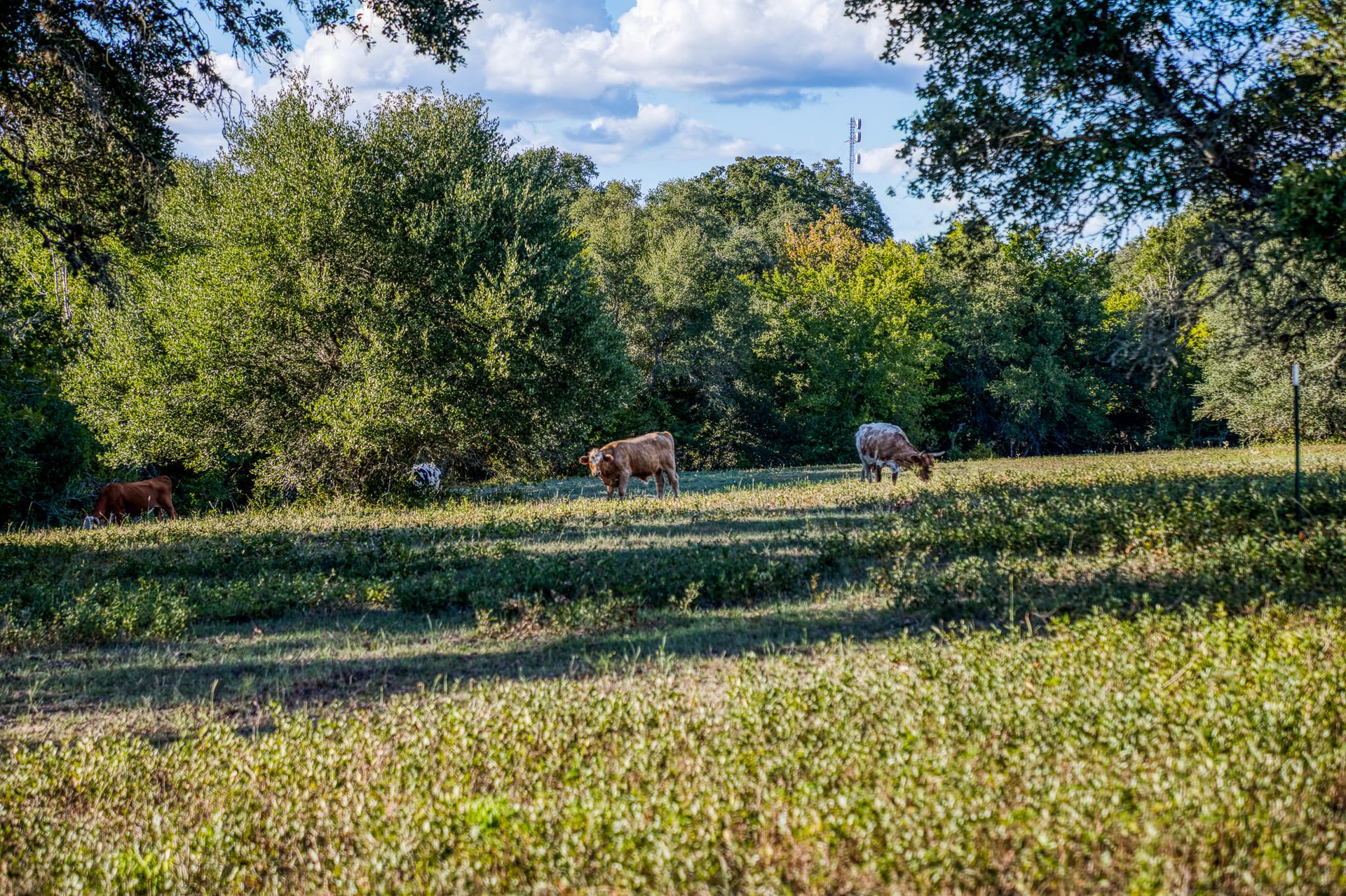 Oaks at Round Top- Tract 3