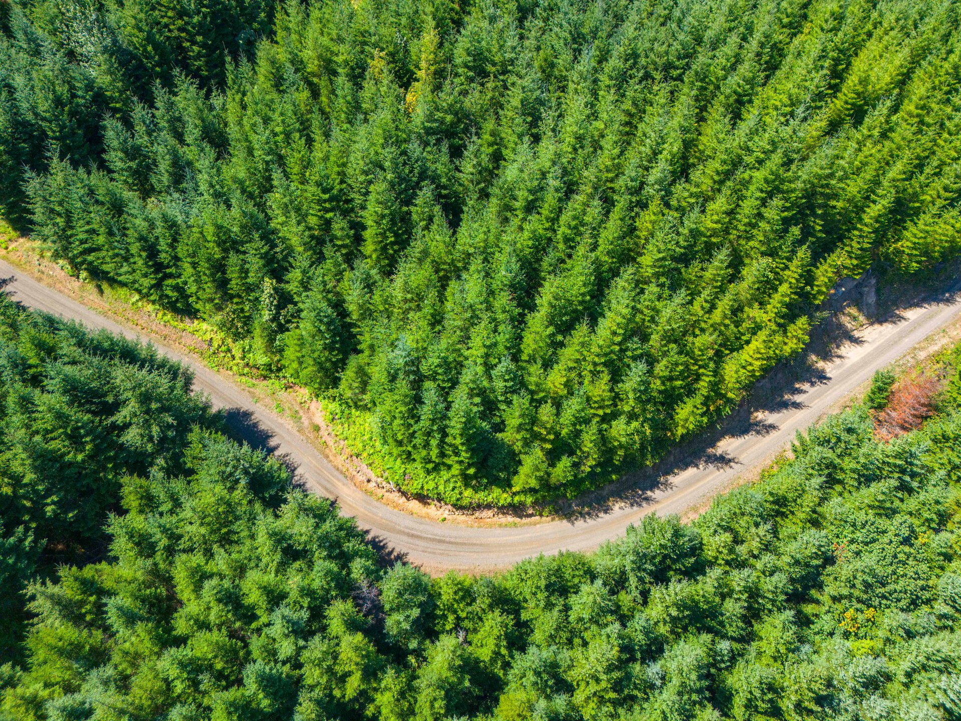 High Pass Tree Farm