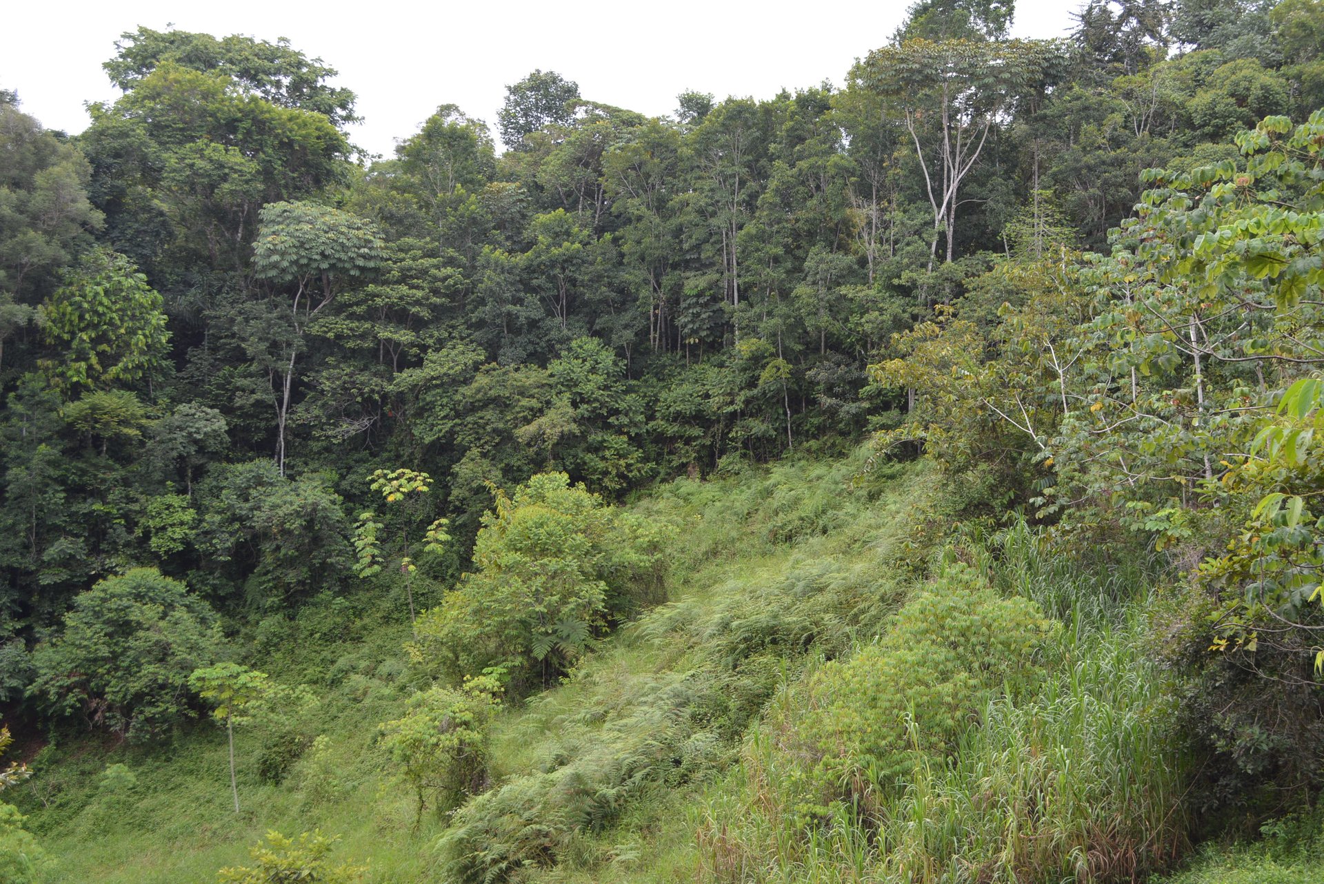 7.6 Acres Calle Camaron Platanillo