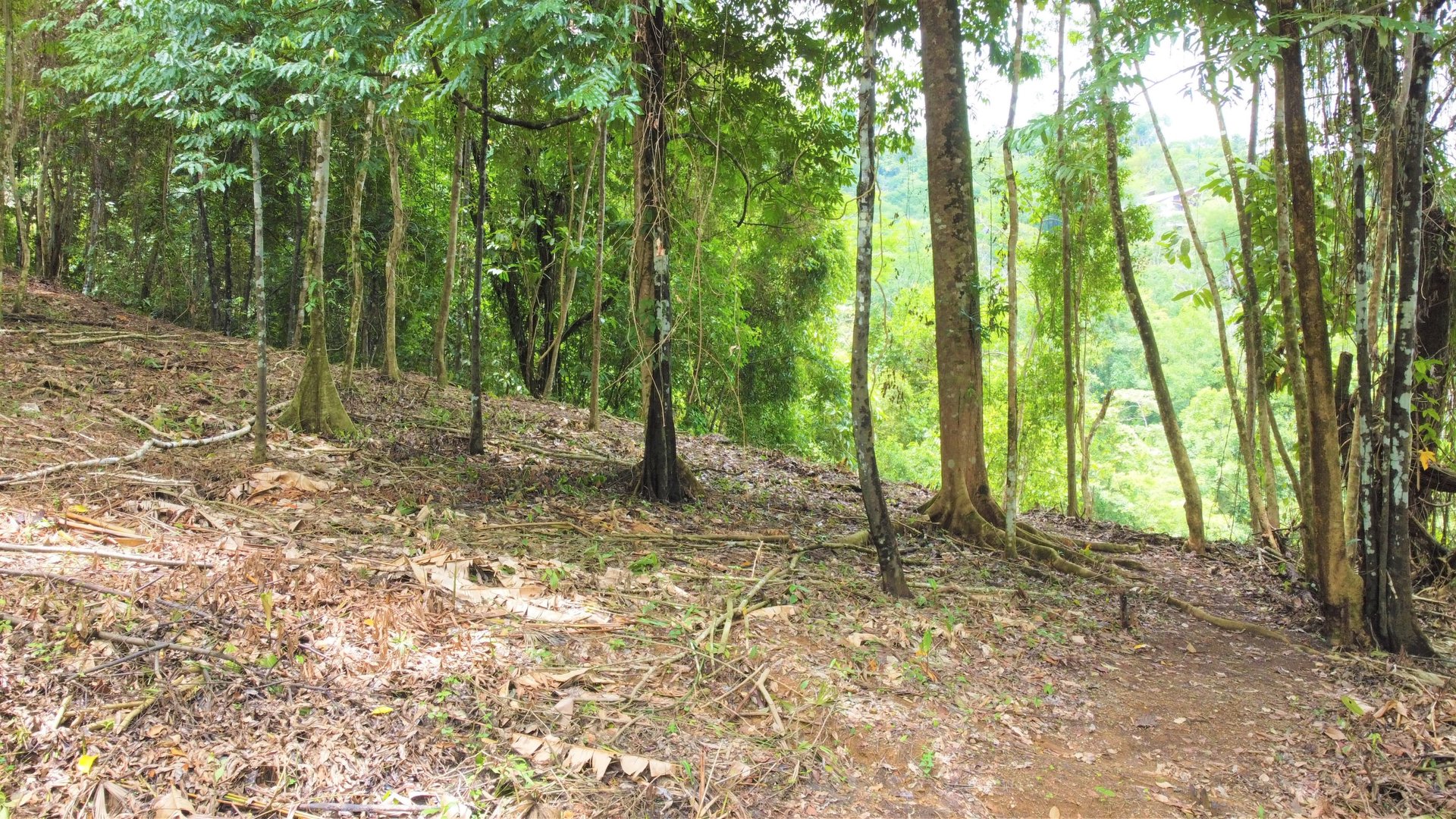 3.5 Acres of Paradise In Uvita, Jungle View!