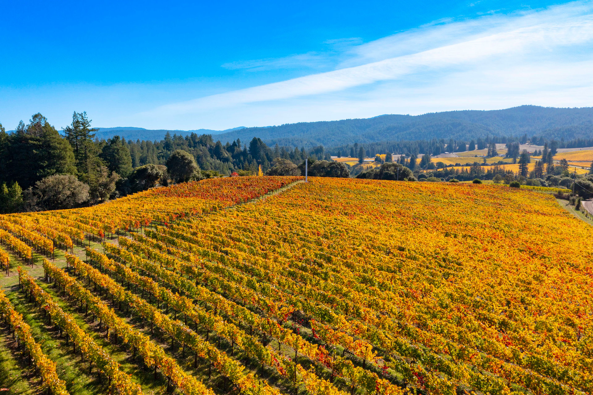 Abel Vineyard