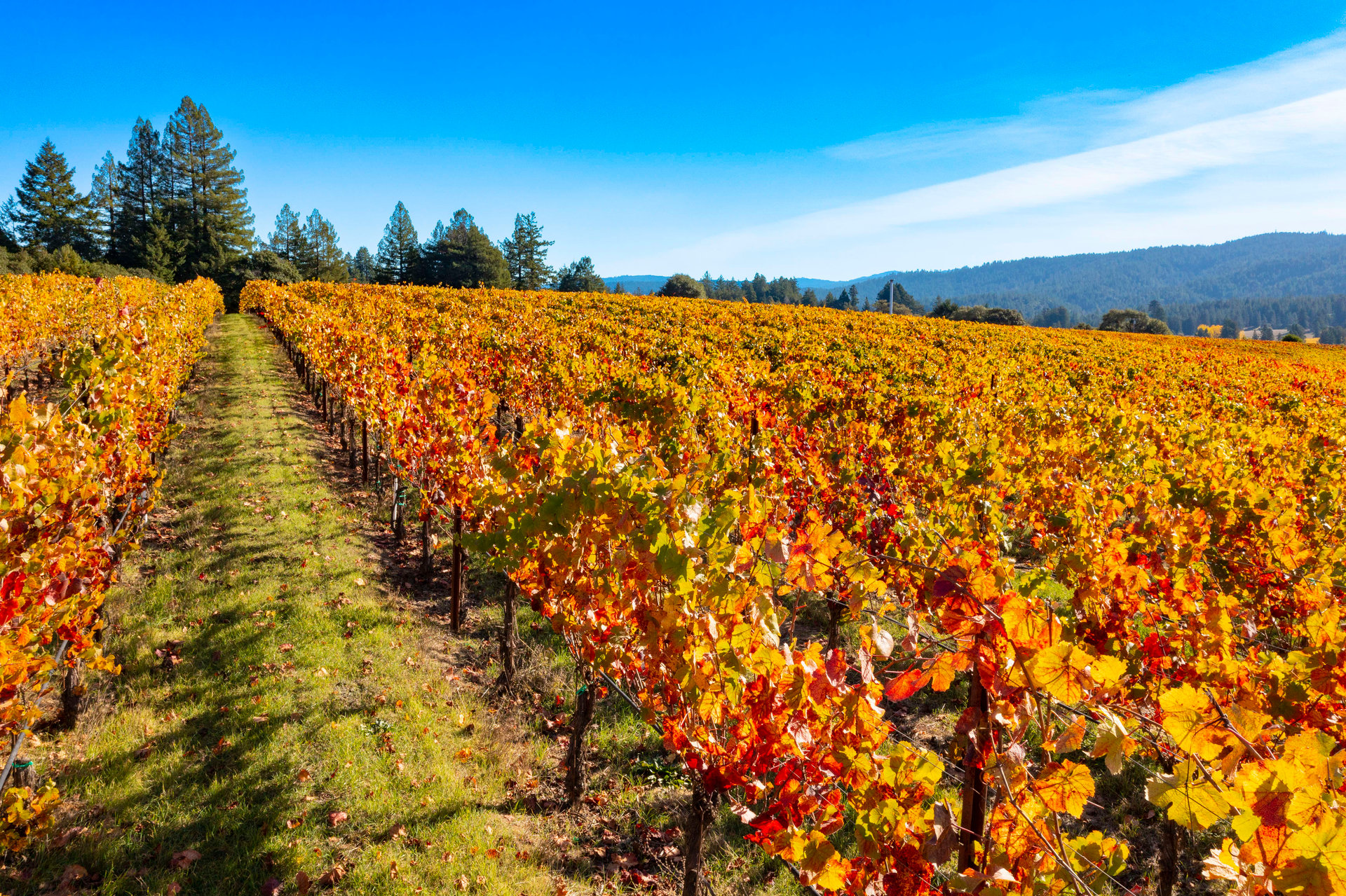 Abel Vineyard