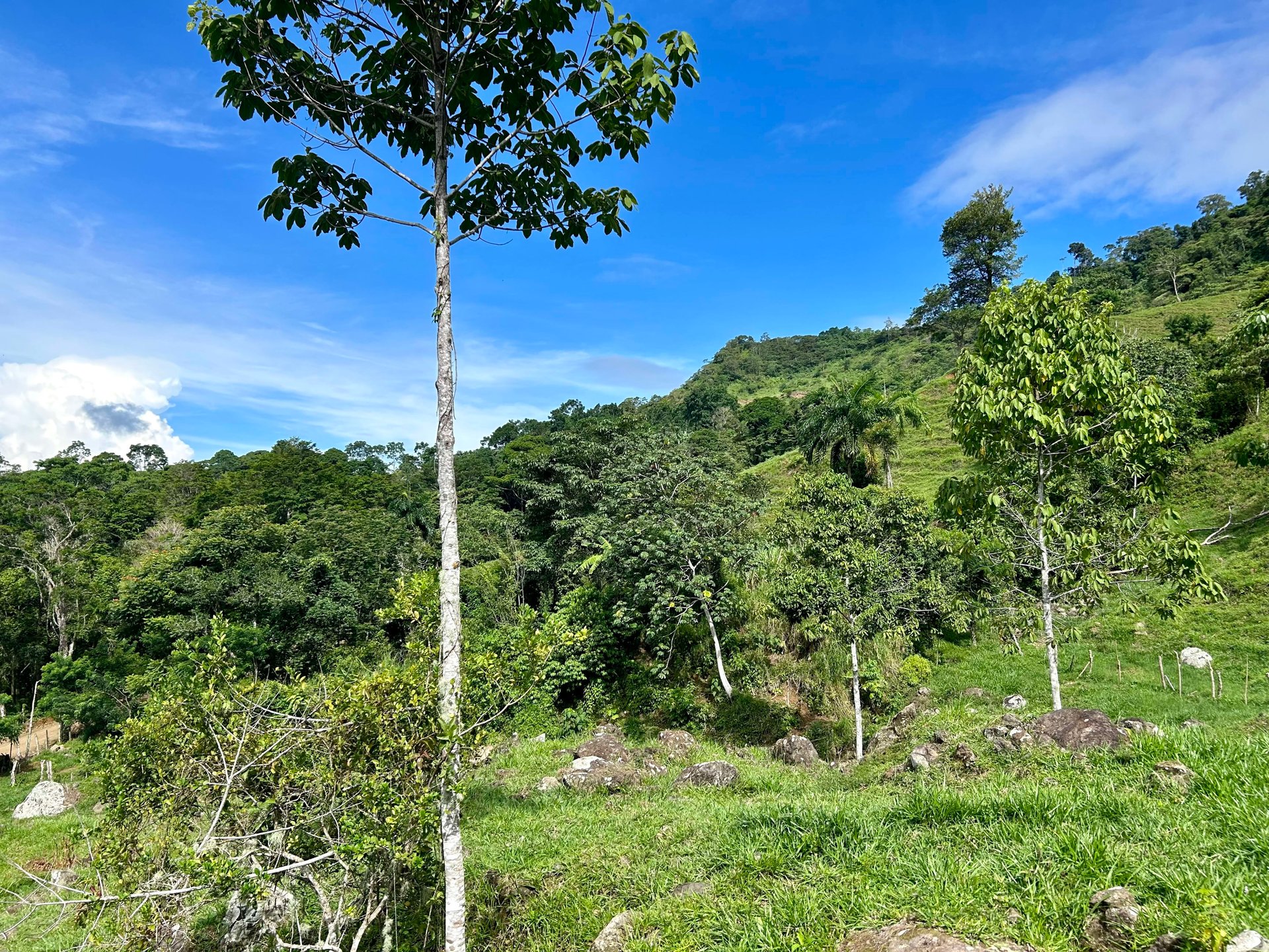 FIRE SALE!! Ocean View Farm in San Luis de Morete, Over 23 Acres