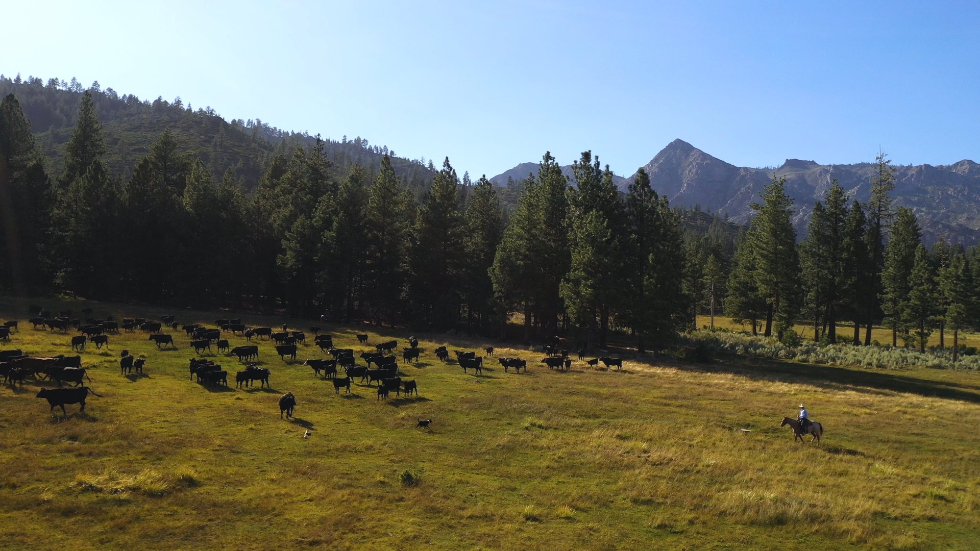 Randall Springs Ranch