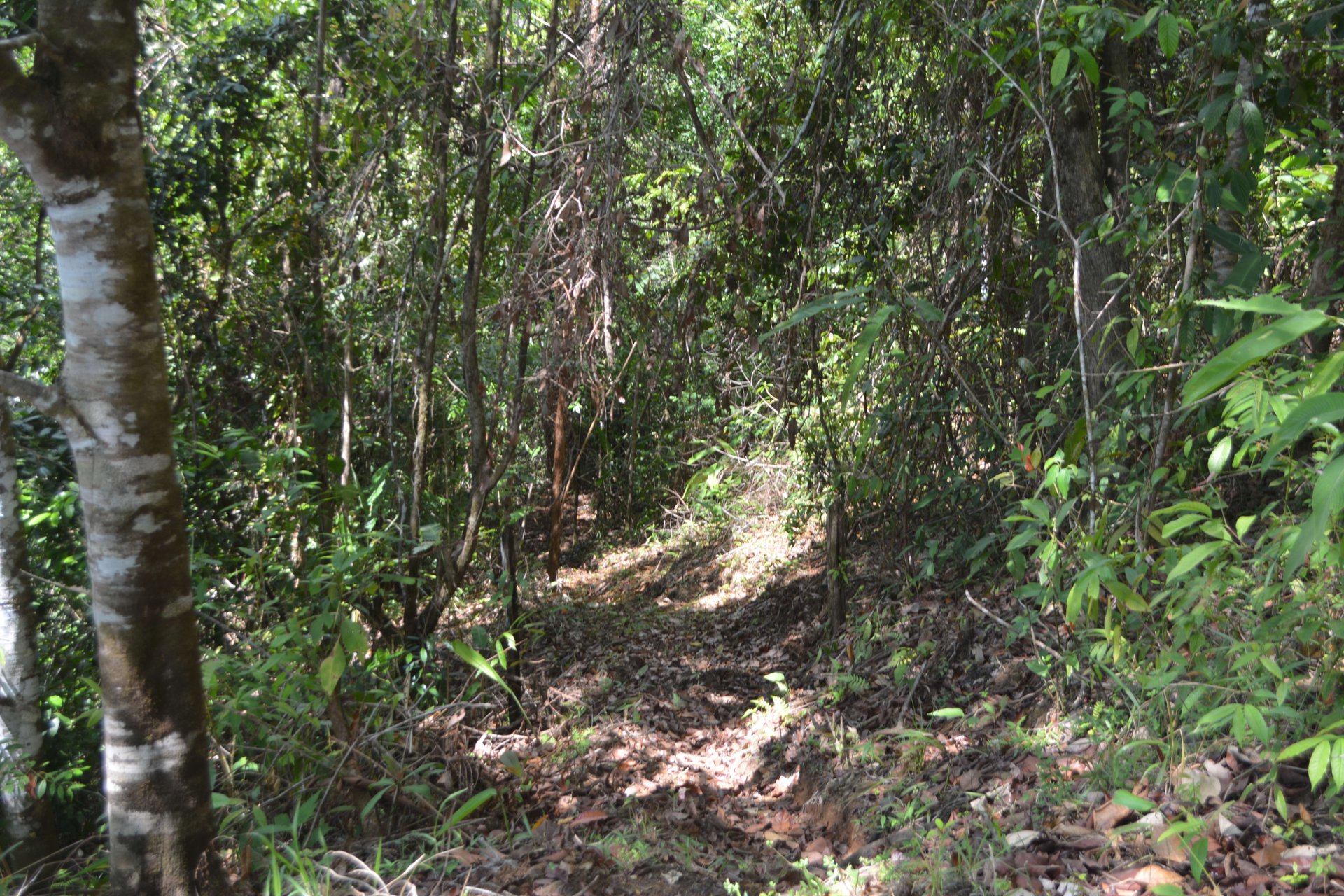 42 Acres With Waterfalls, Ocean Views & Multiple Building Sites Sliencio Ariba