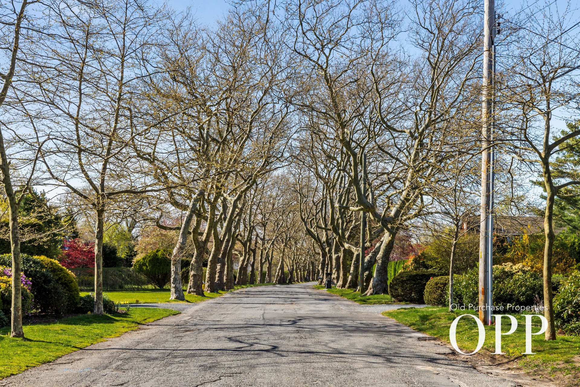 UNDER THE SYCAMORES: A VILLAGE CLASSIC