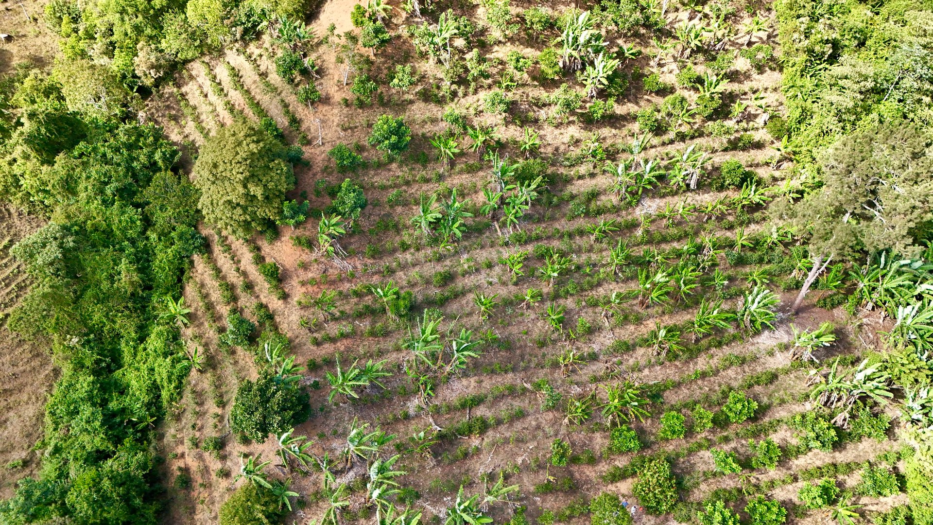 Over 2.5 Acres in Ceibo, Planted with Coffee and Fruits