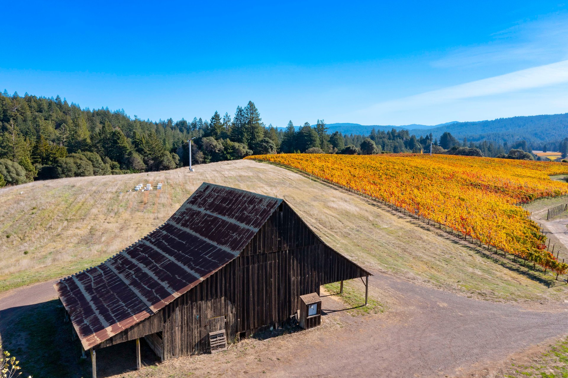 Abel Vineyard